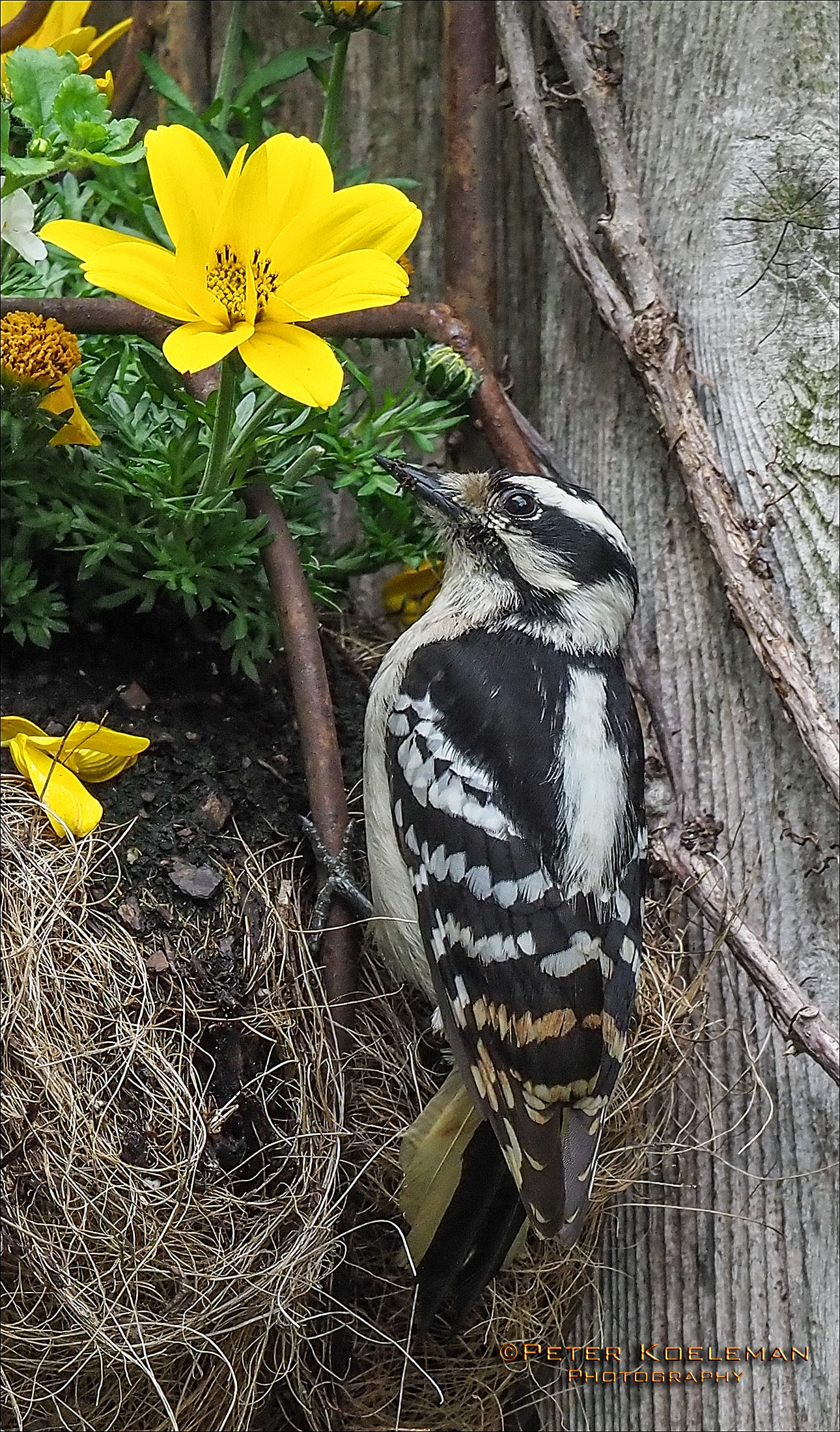 Downy Woodpecker