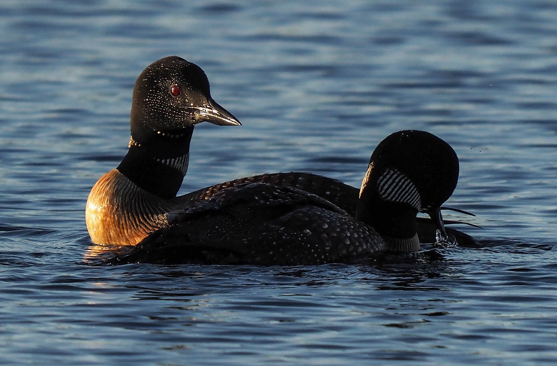 Northern Loons
