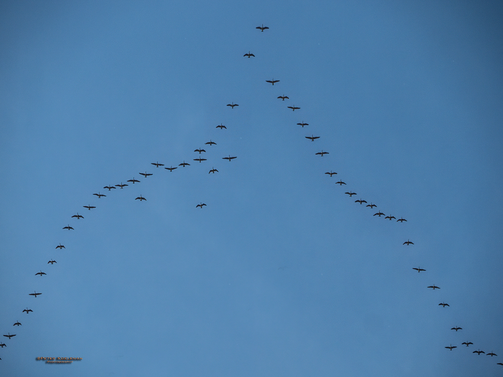 Canada Geese Formation