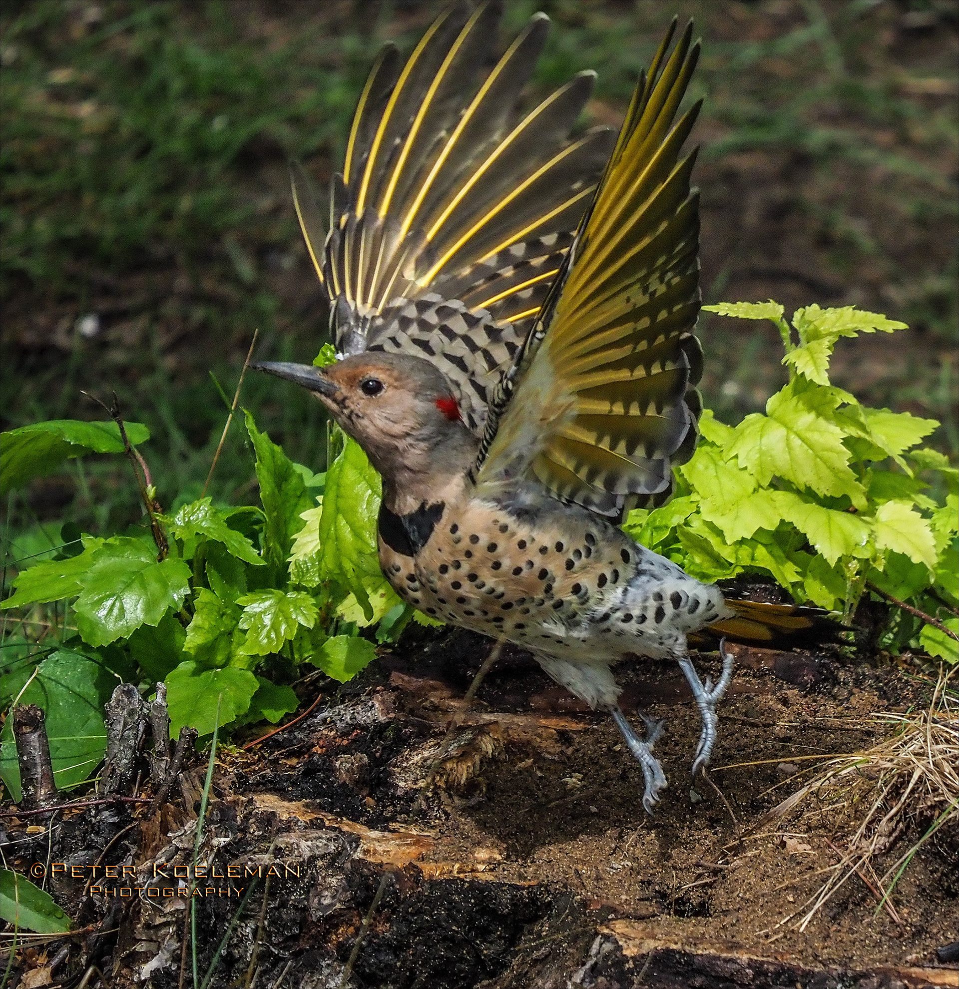 Female Northern Flicker