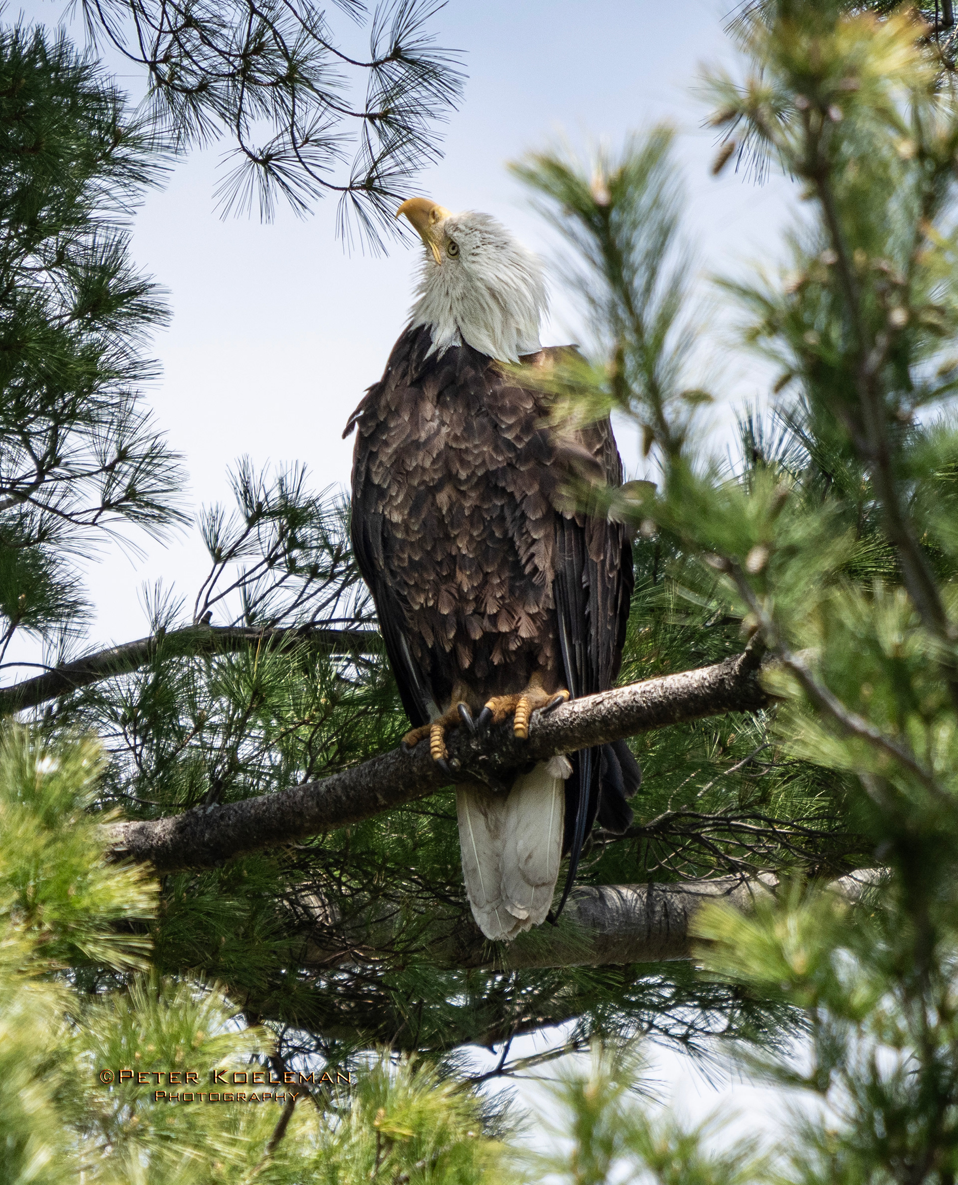 Guarding the Nest