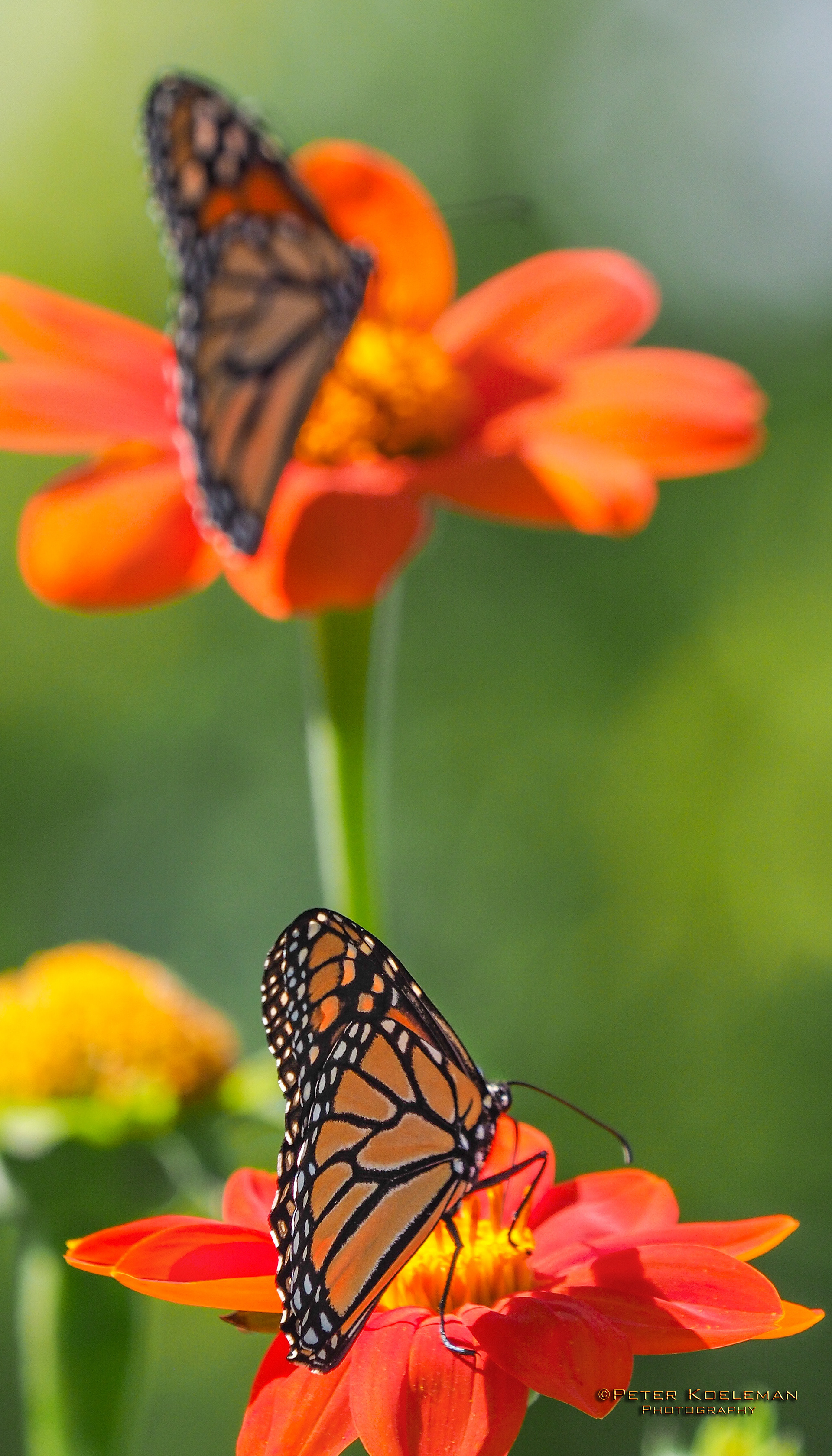 Monarch Butterfly