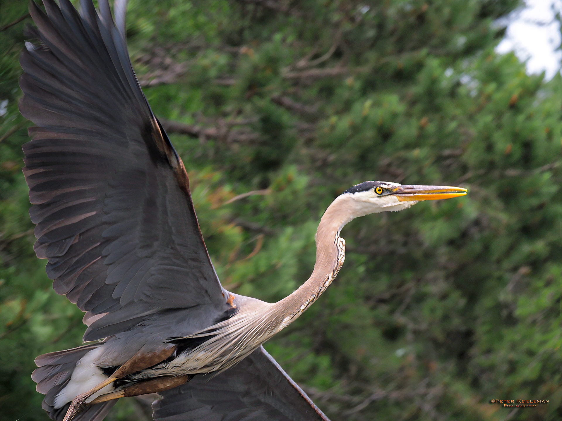 Great Blue Heron