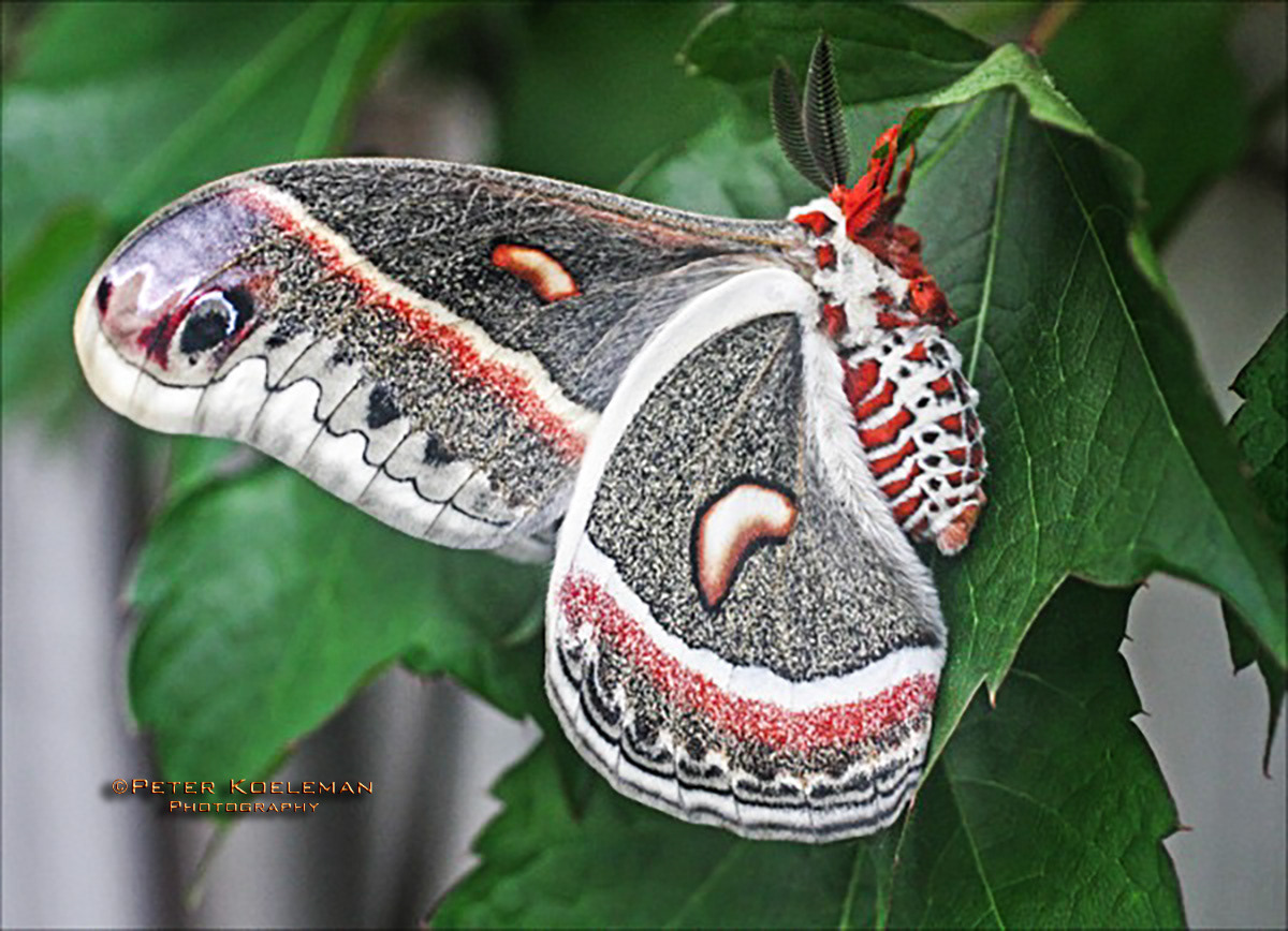 Cecropia Moth
