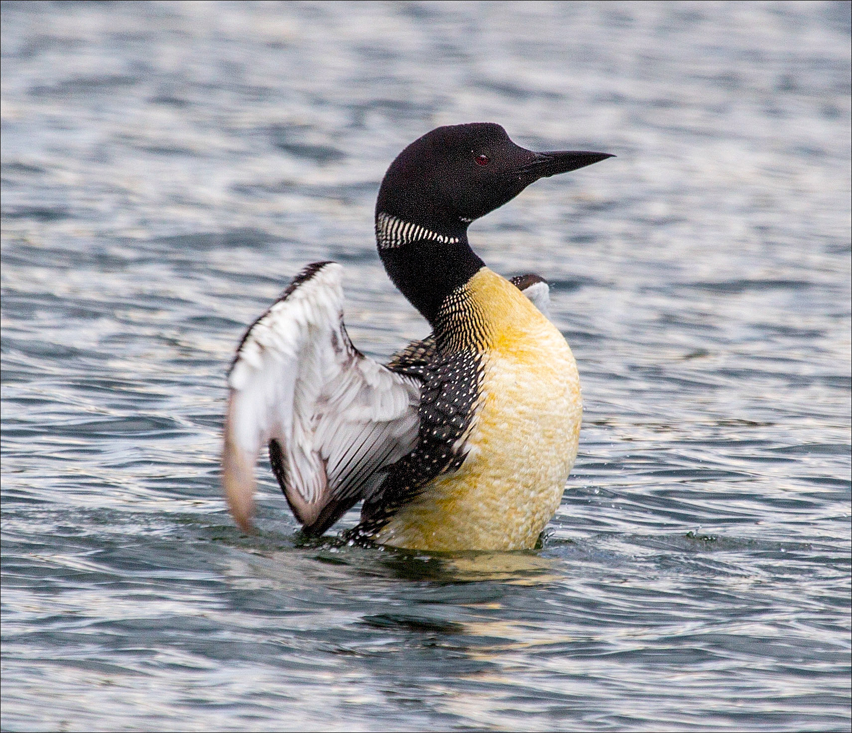 Loon