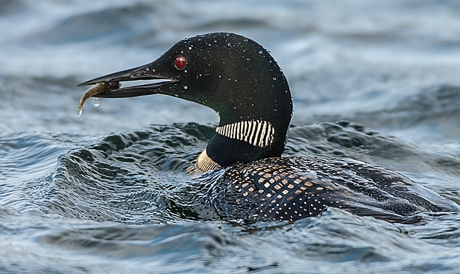 Catching Dinner for Chick
