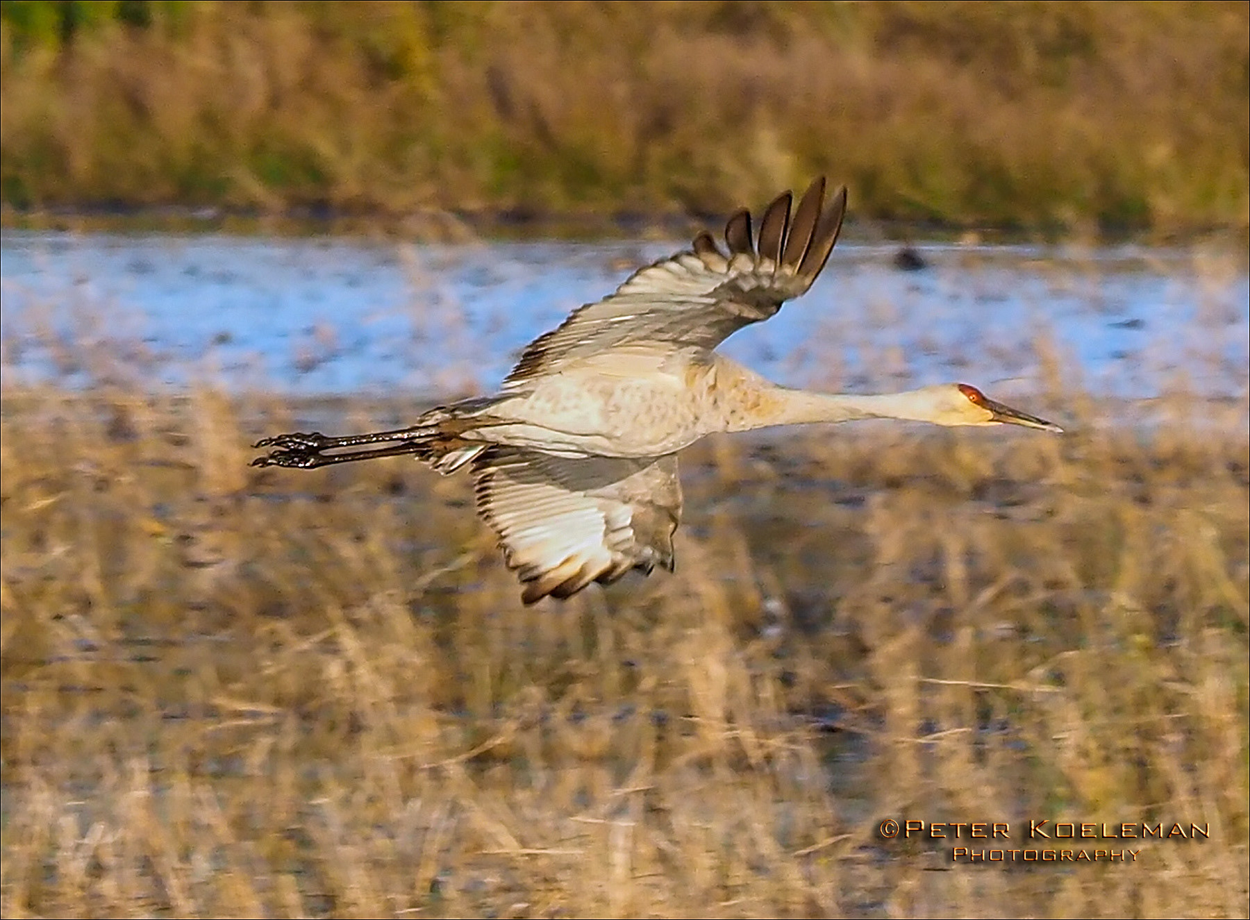 Sandhill Cranes Migrating