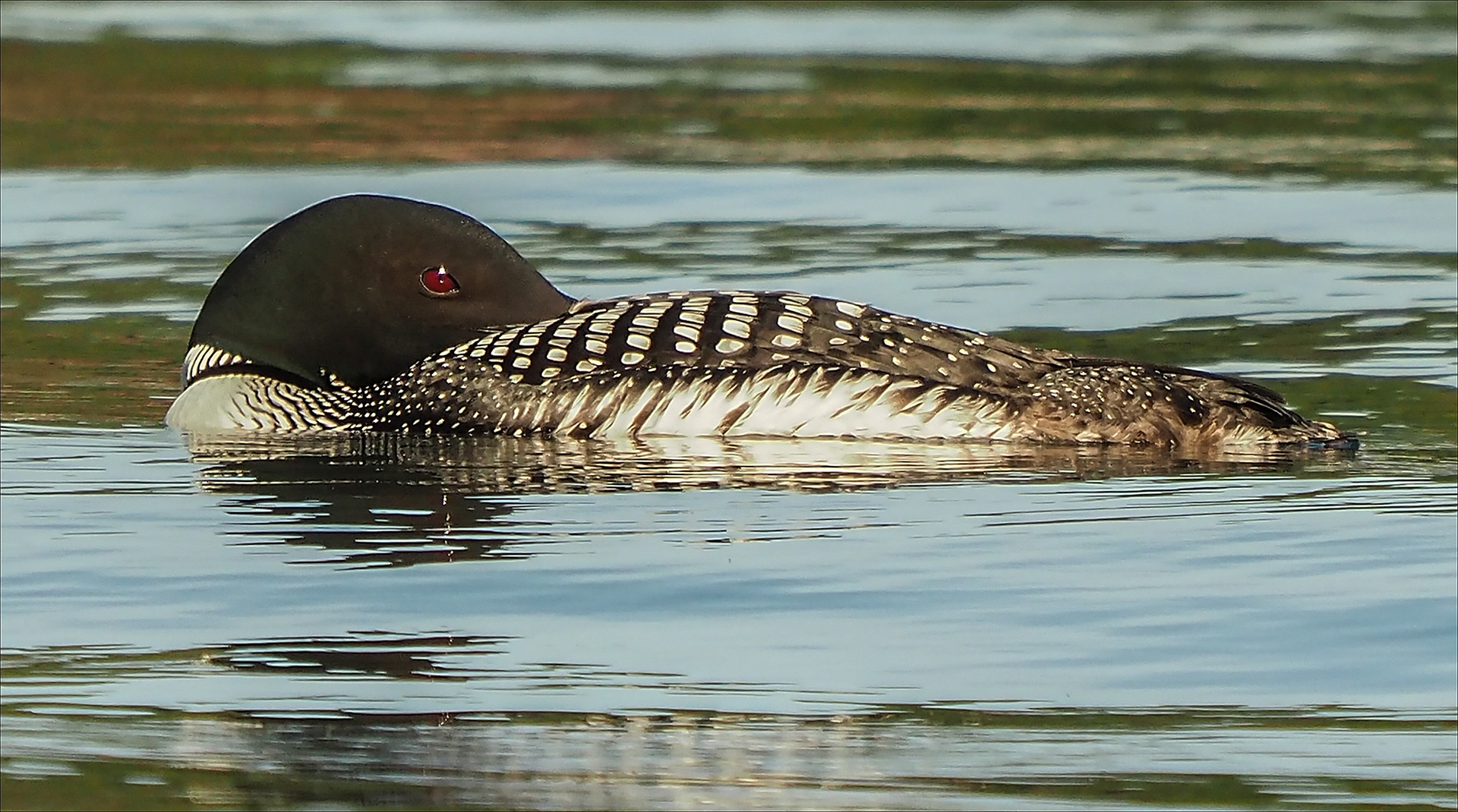 Loon Resting