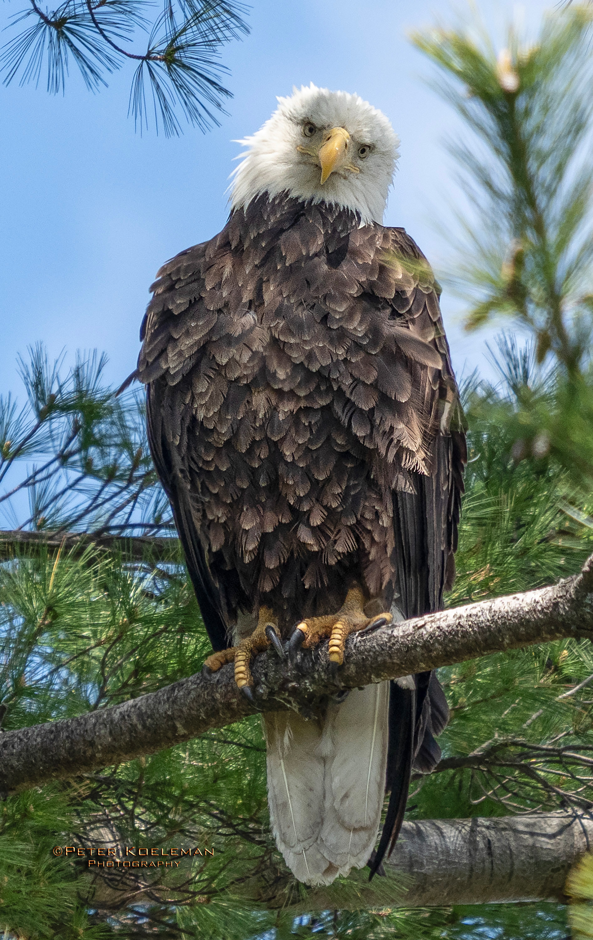 Guarding the Nest