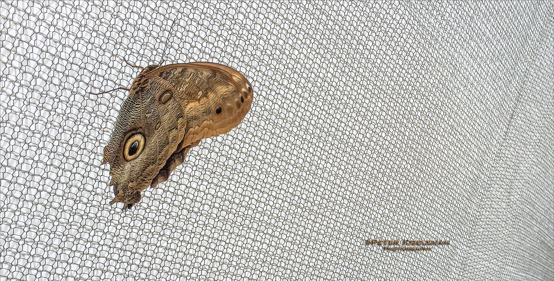 Owl Moth