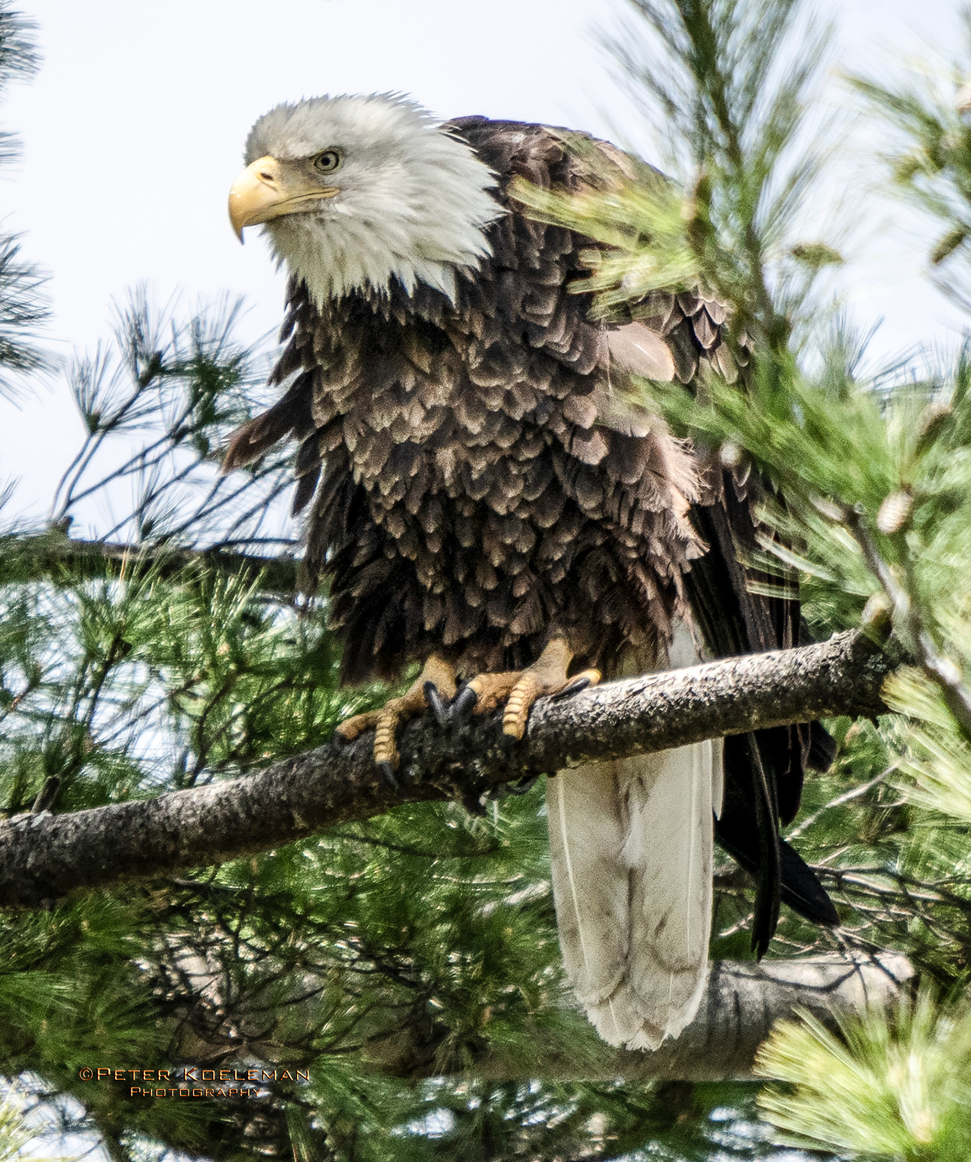 Guarding the Nest