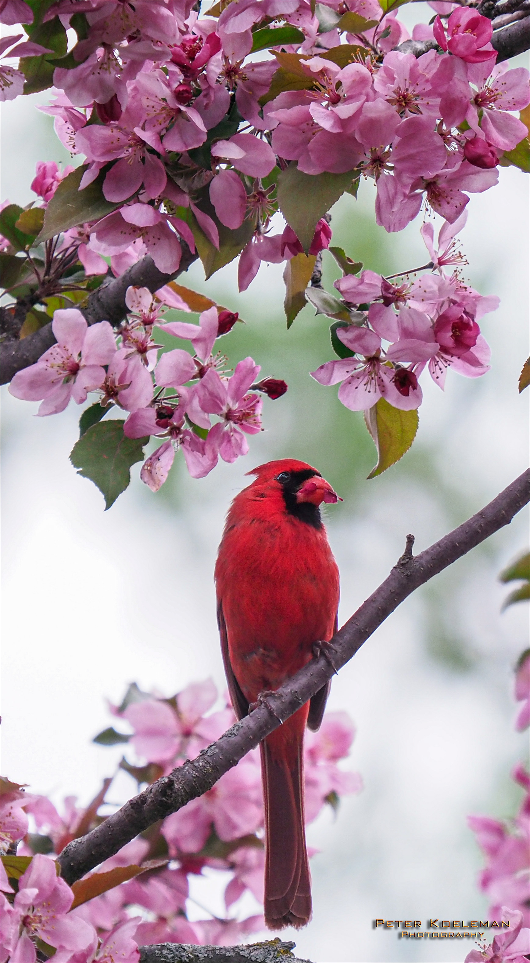 Male Cardinal