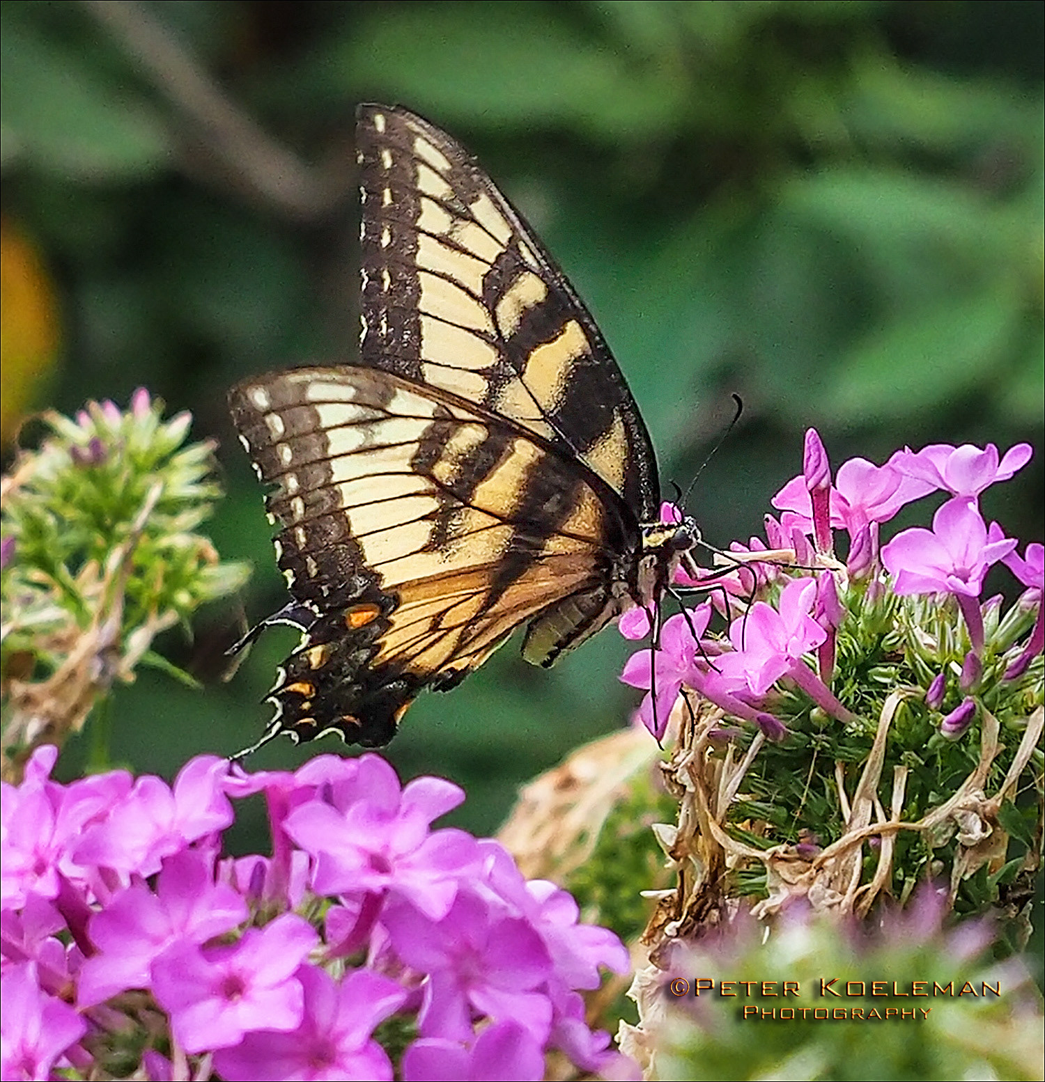 Swallowtail Butterfly