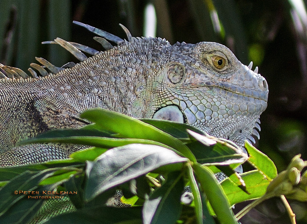 Iguana