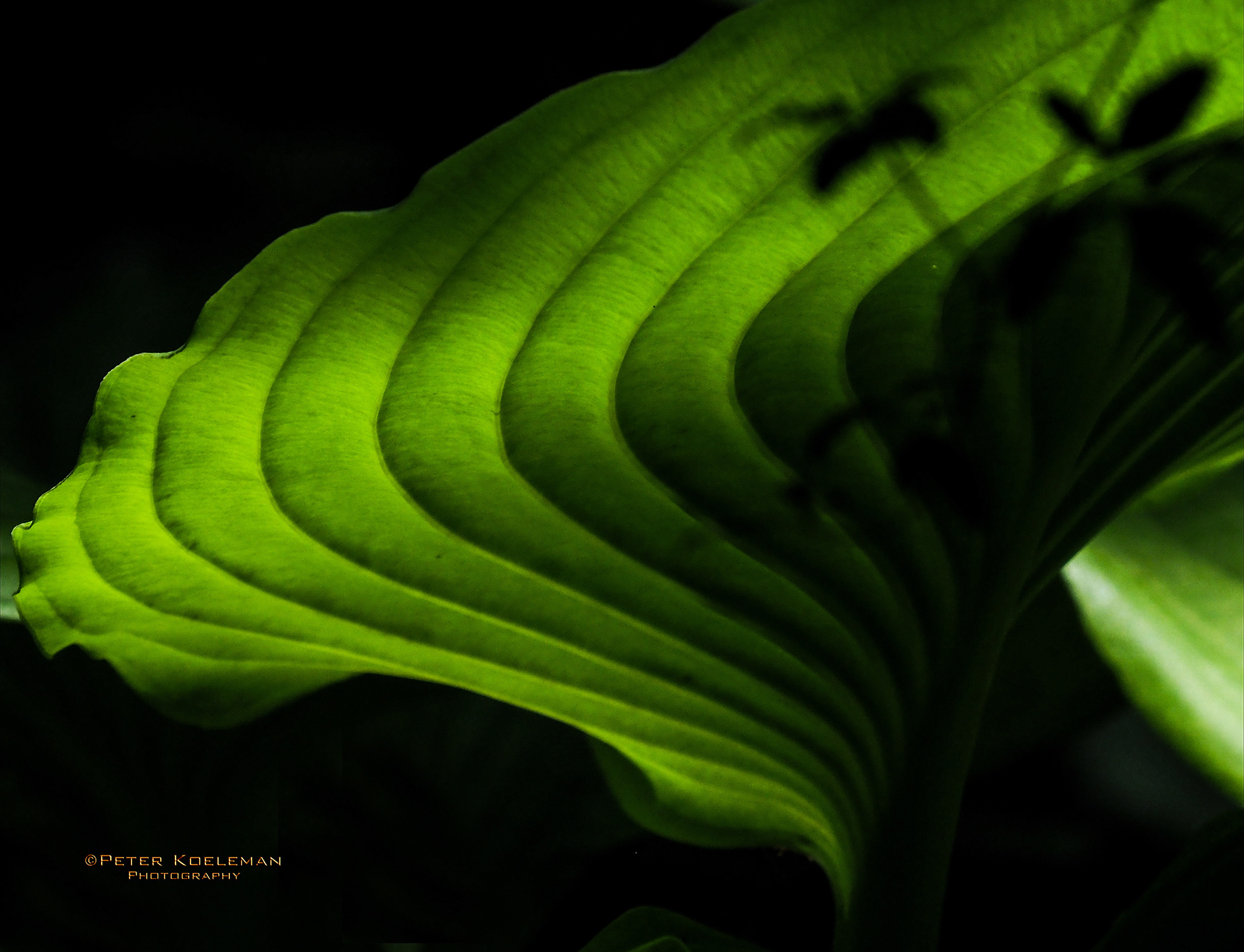 Hosta