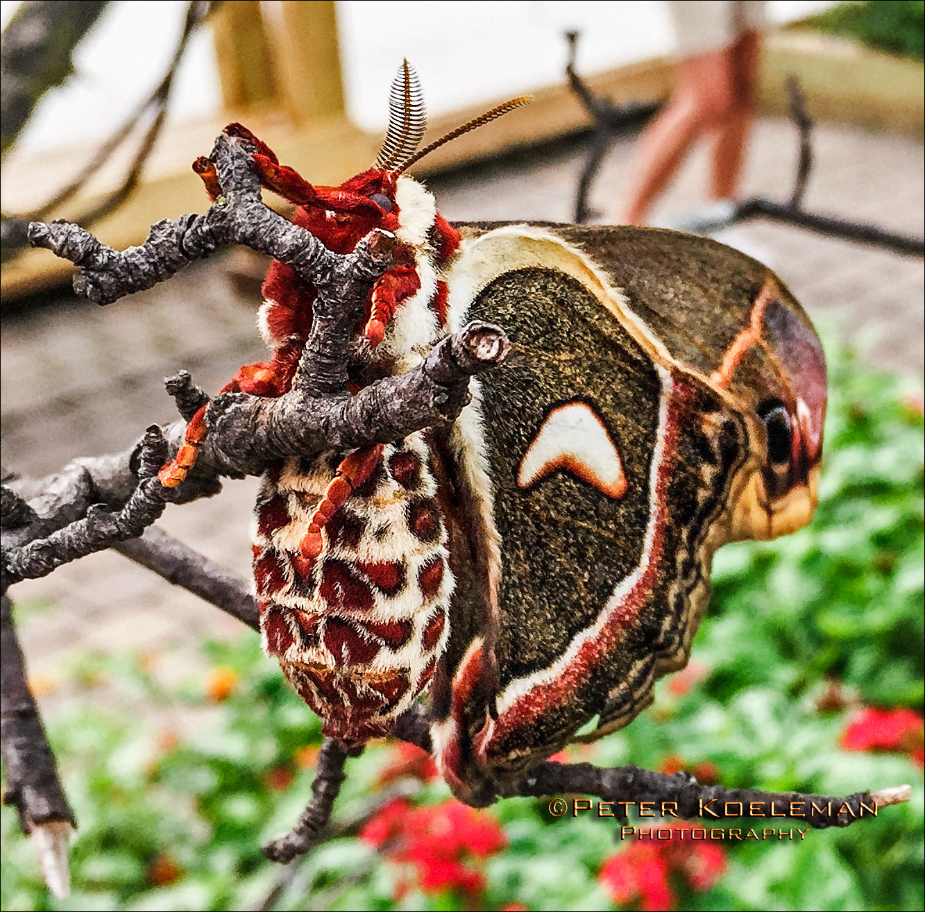 Cecropia Moth