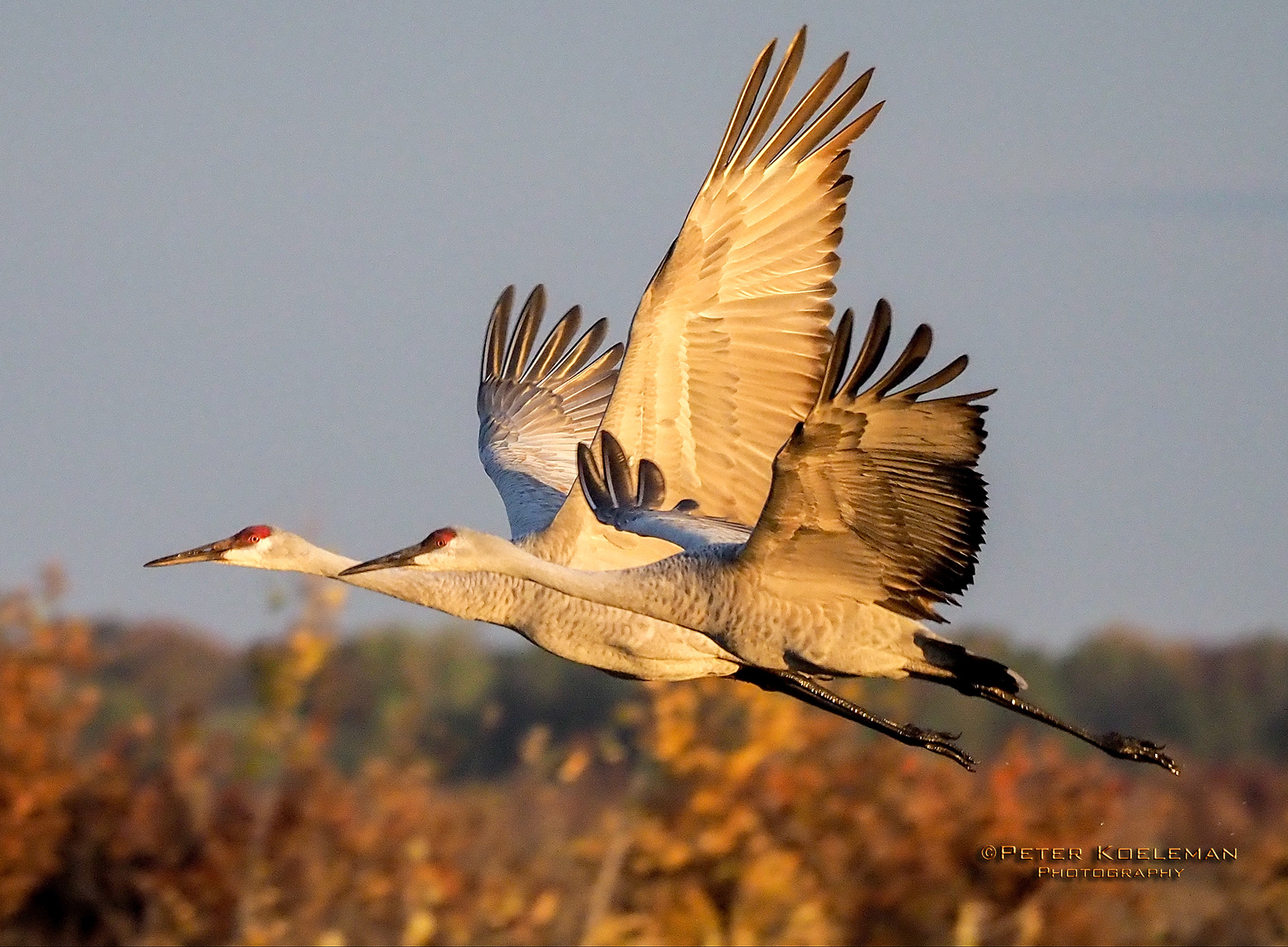 Sandhill Cranes Migrating