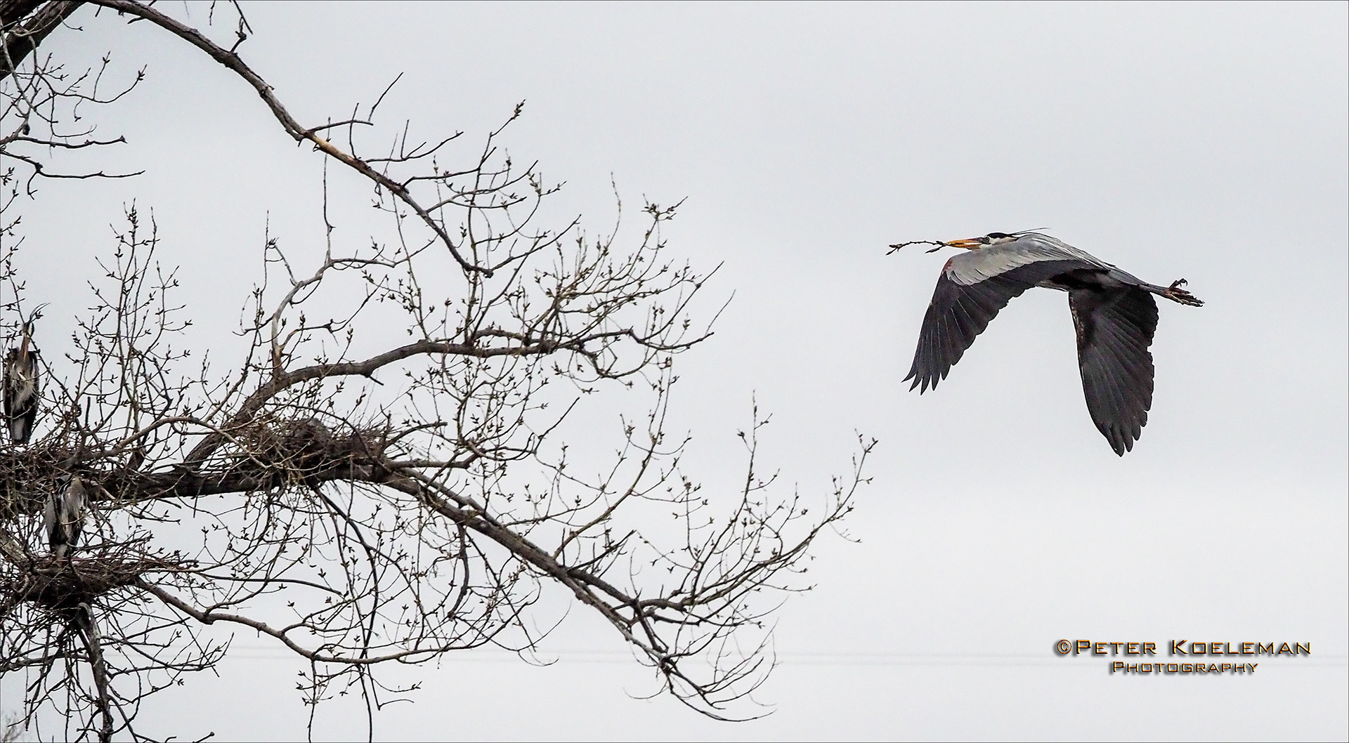 Blue Heron