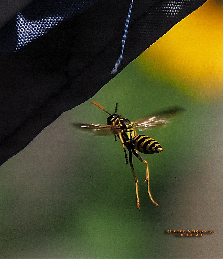 Hornet