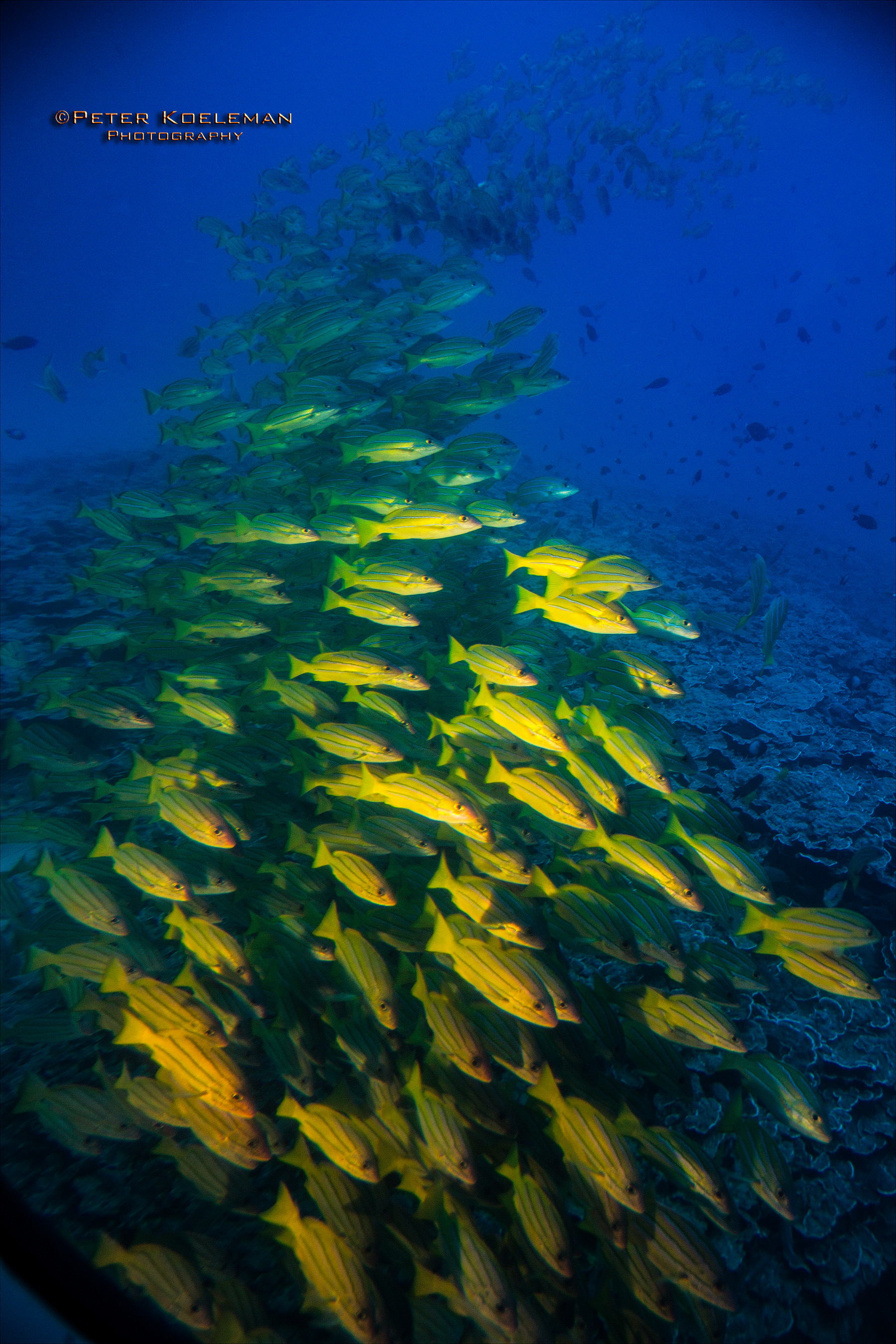 Tropical Fish off Maui