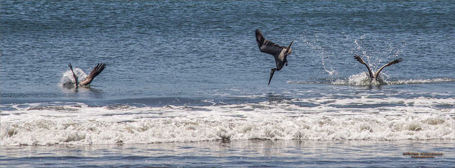 Brown Pelicans Diving for Fish - Costa Rica