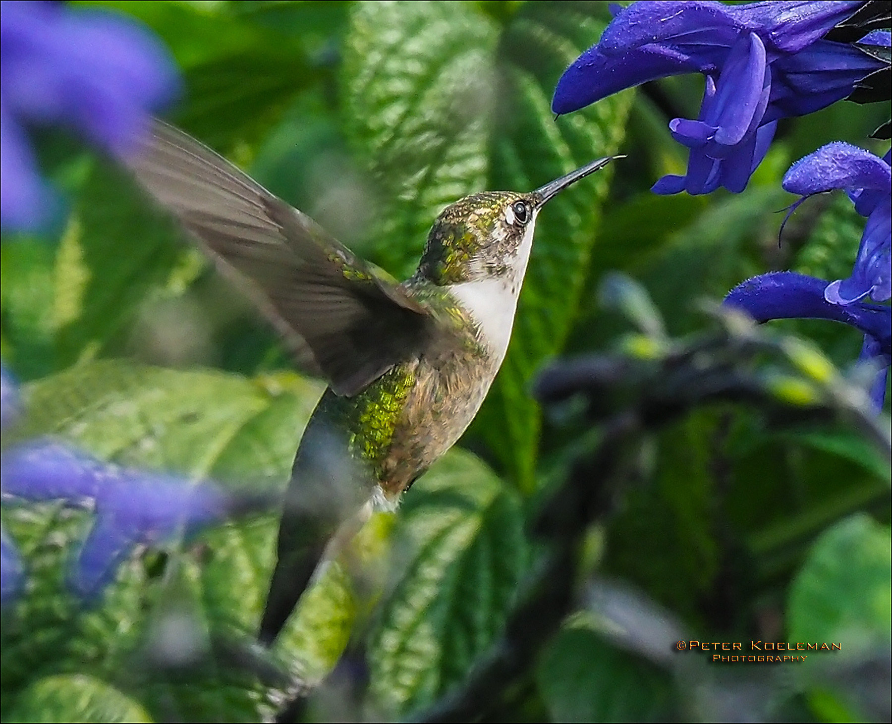 Ruby-Throated Hummingbird