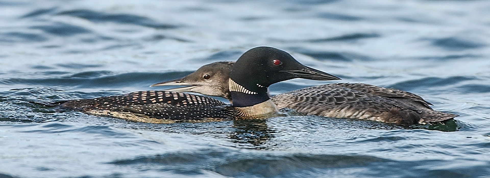 Northern Loon with Chick