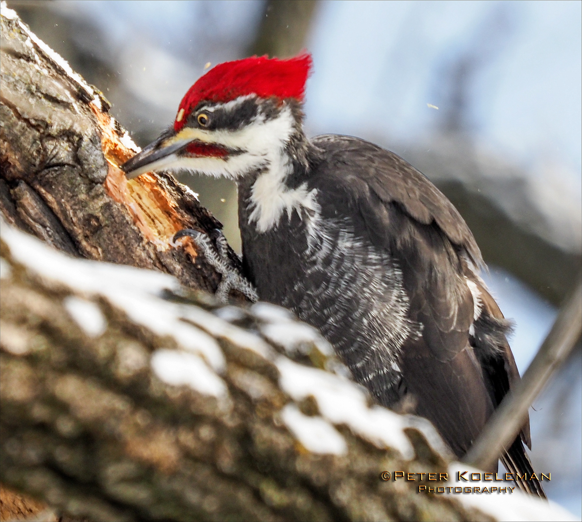Pileated Woodpecker