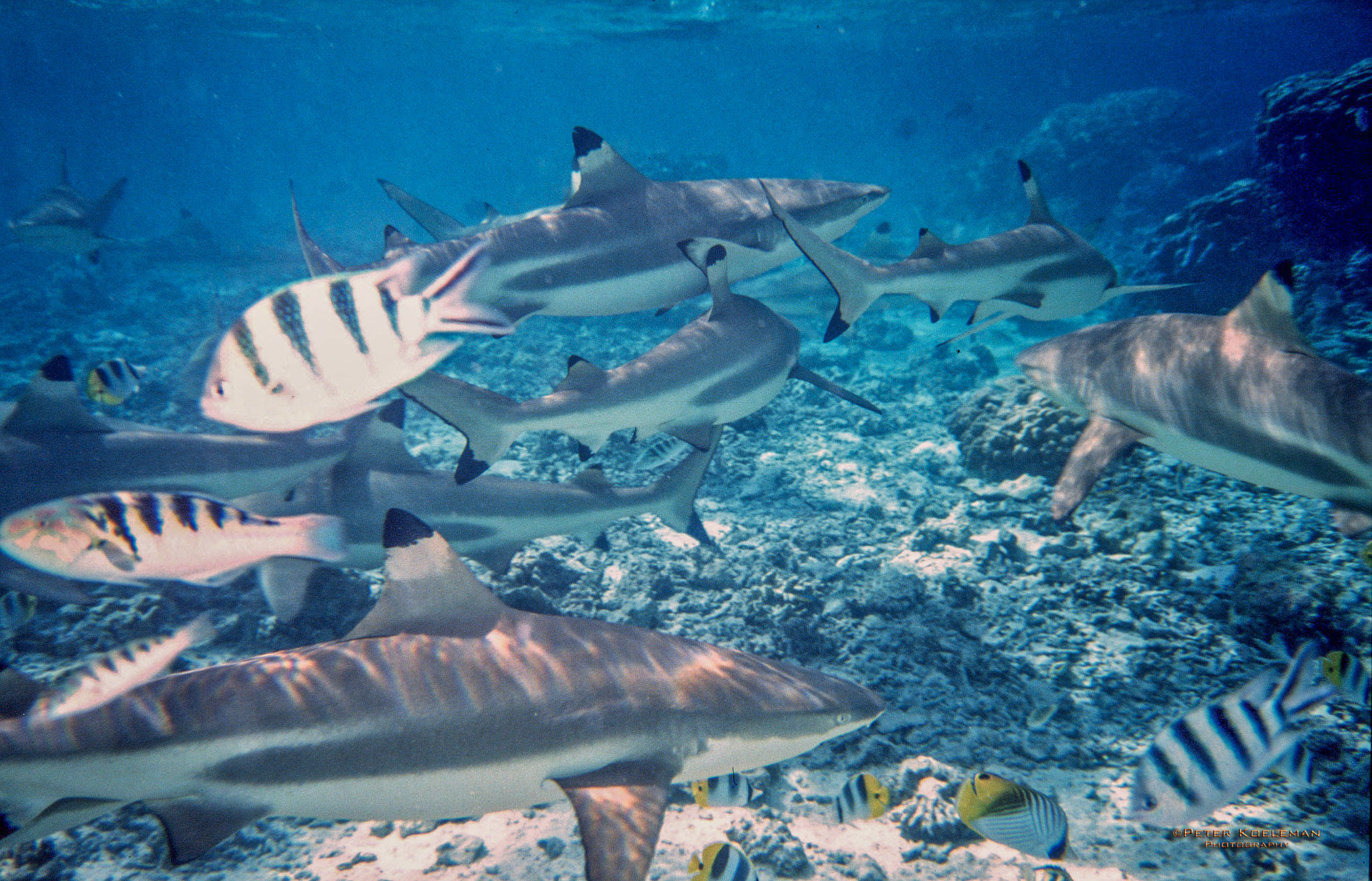 Swimming with sharks - Bora Bora