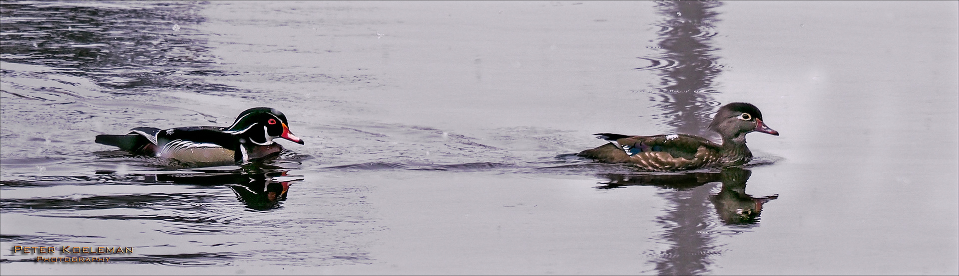 Male & Female Wood Ducks