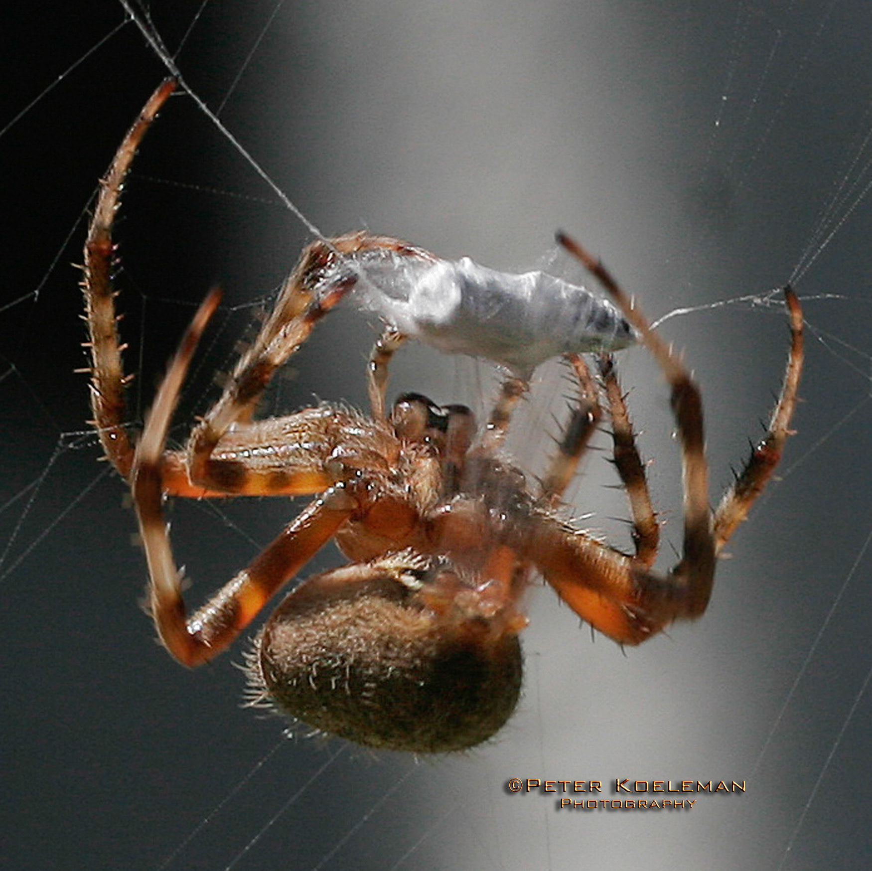 My, My, My, Said the Spider to the Fly...