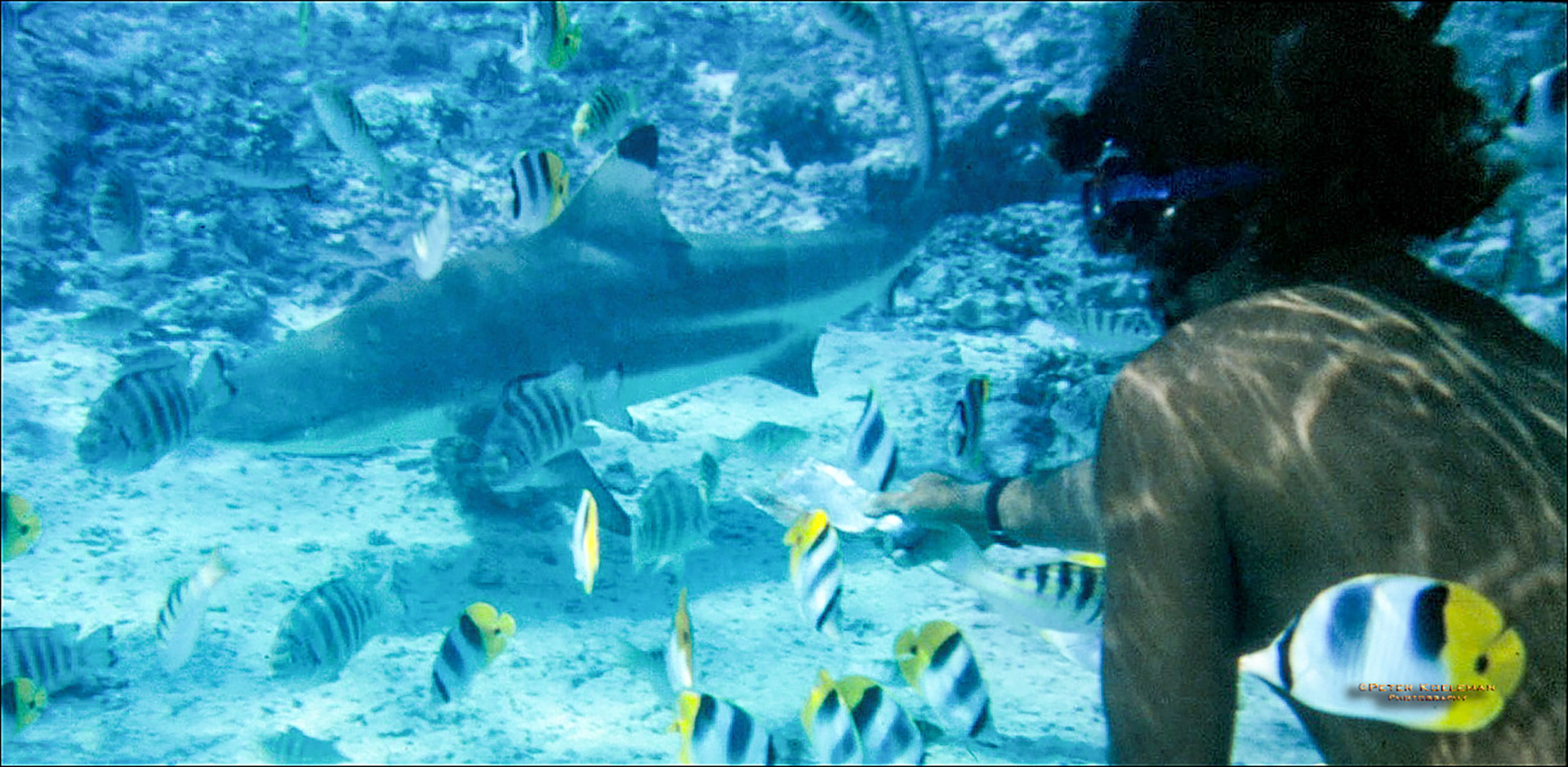 Swimming with sharks - Bora Bora