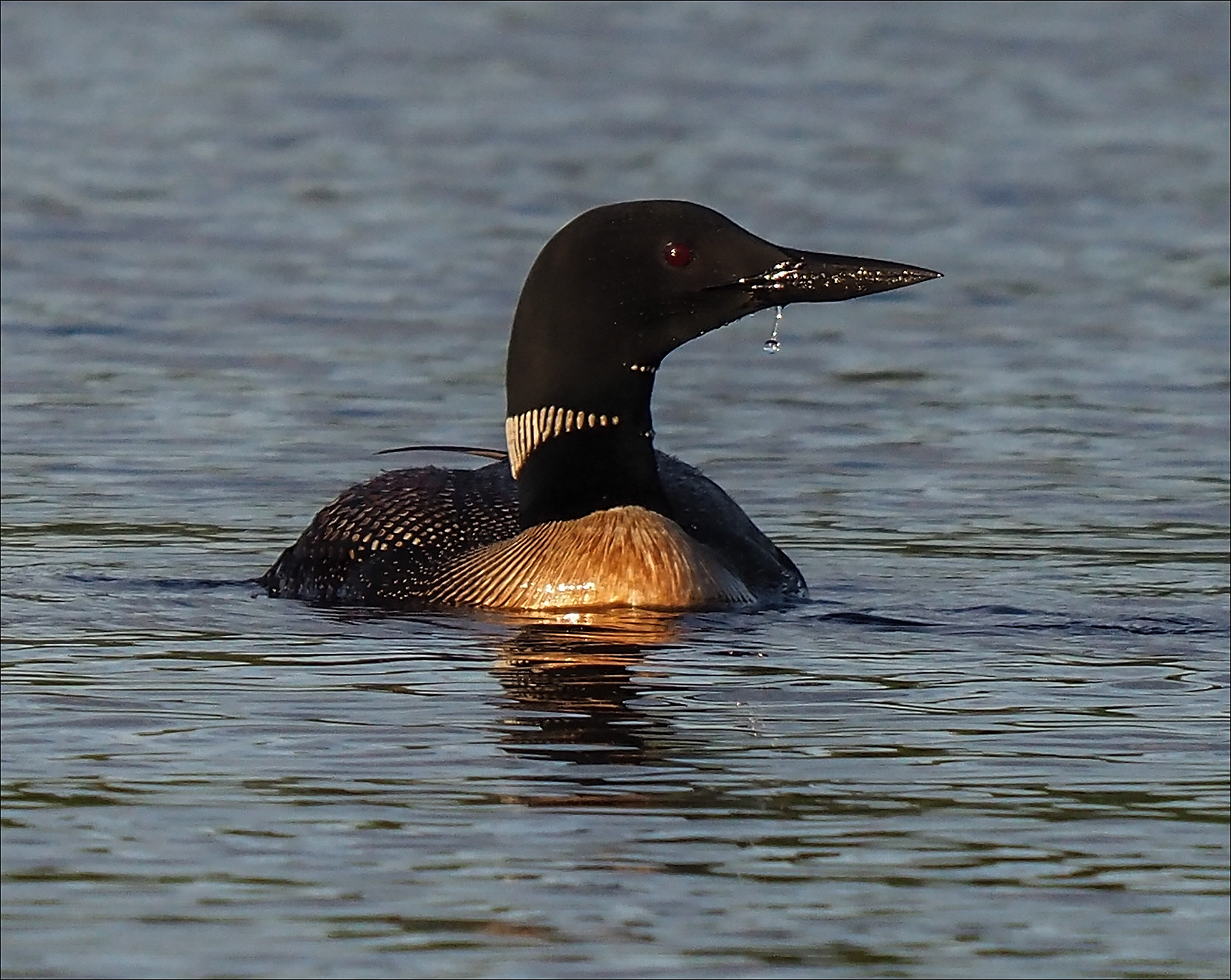 Northern Loon