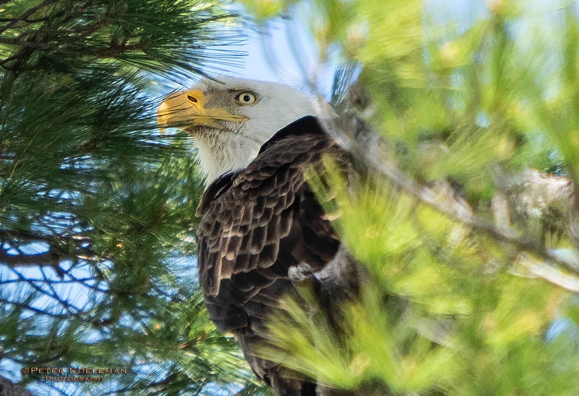 Guarding the Nest