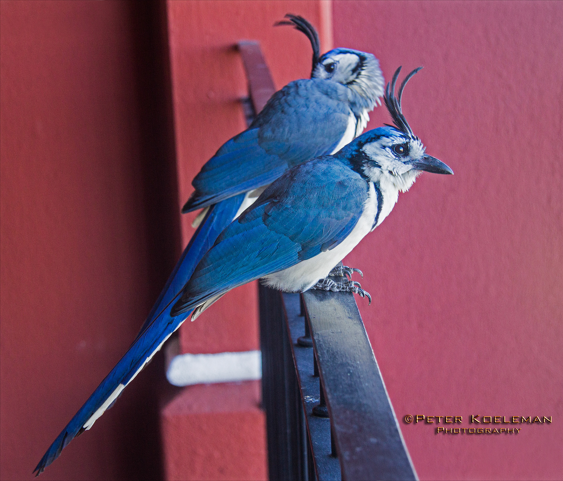 White-Throated Magpie Jay