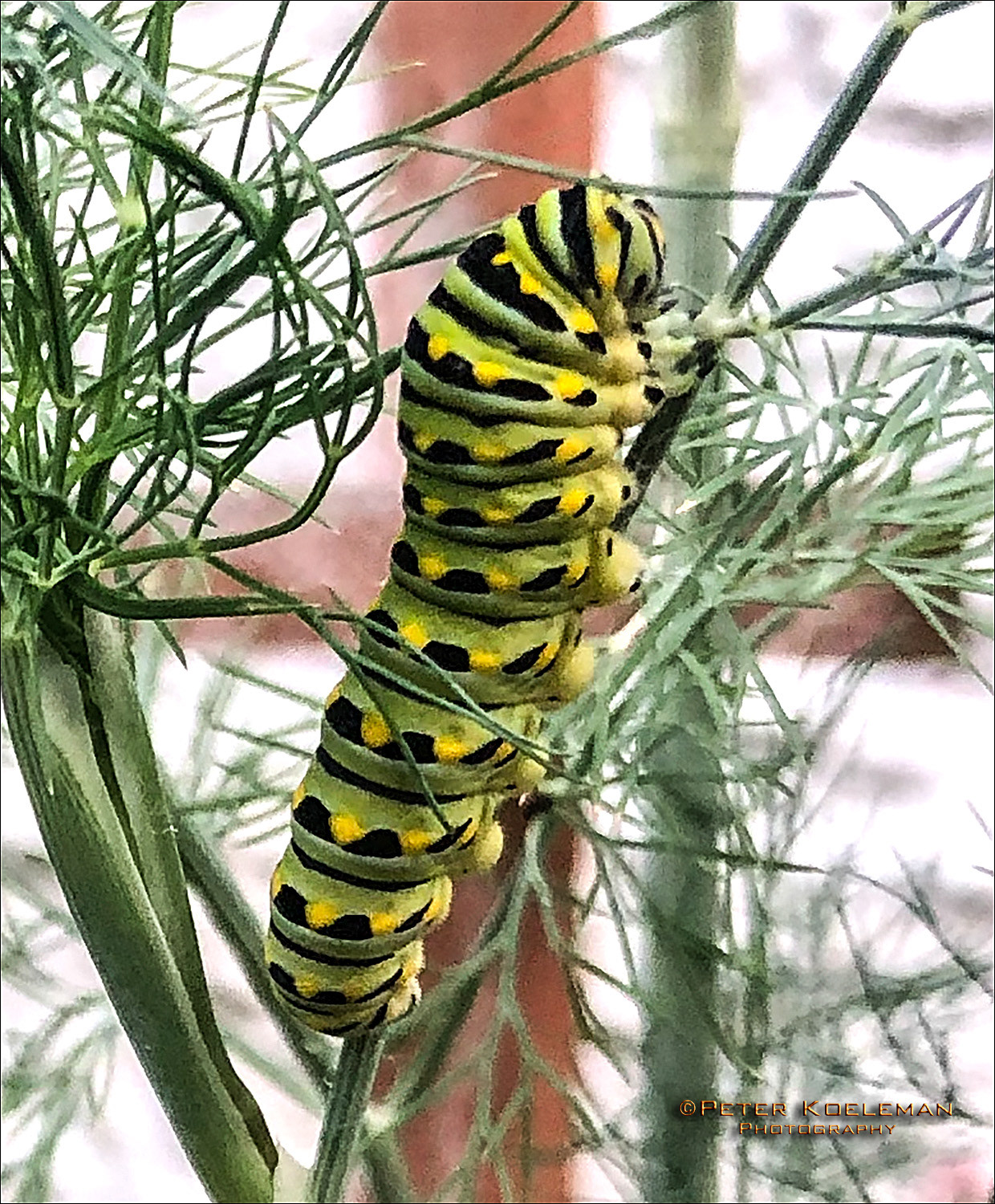 Black Swallowtail Catapillar