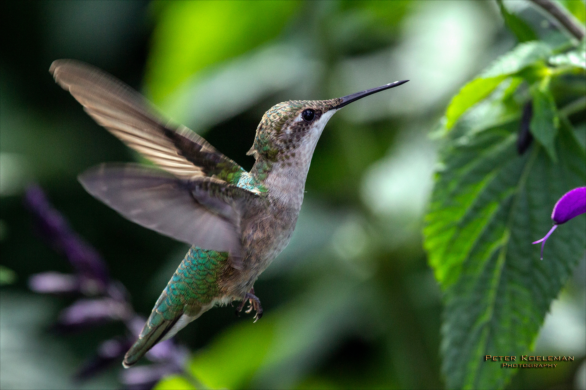 Ruby-Throated Hummingbird