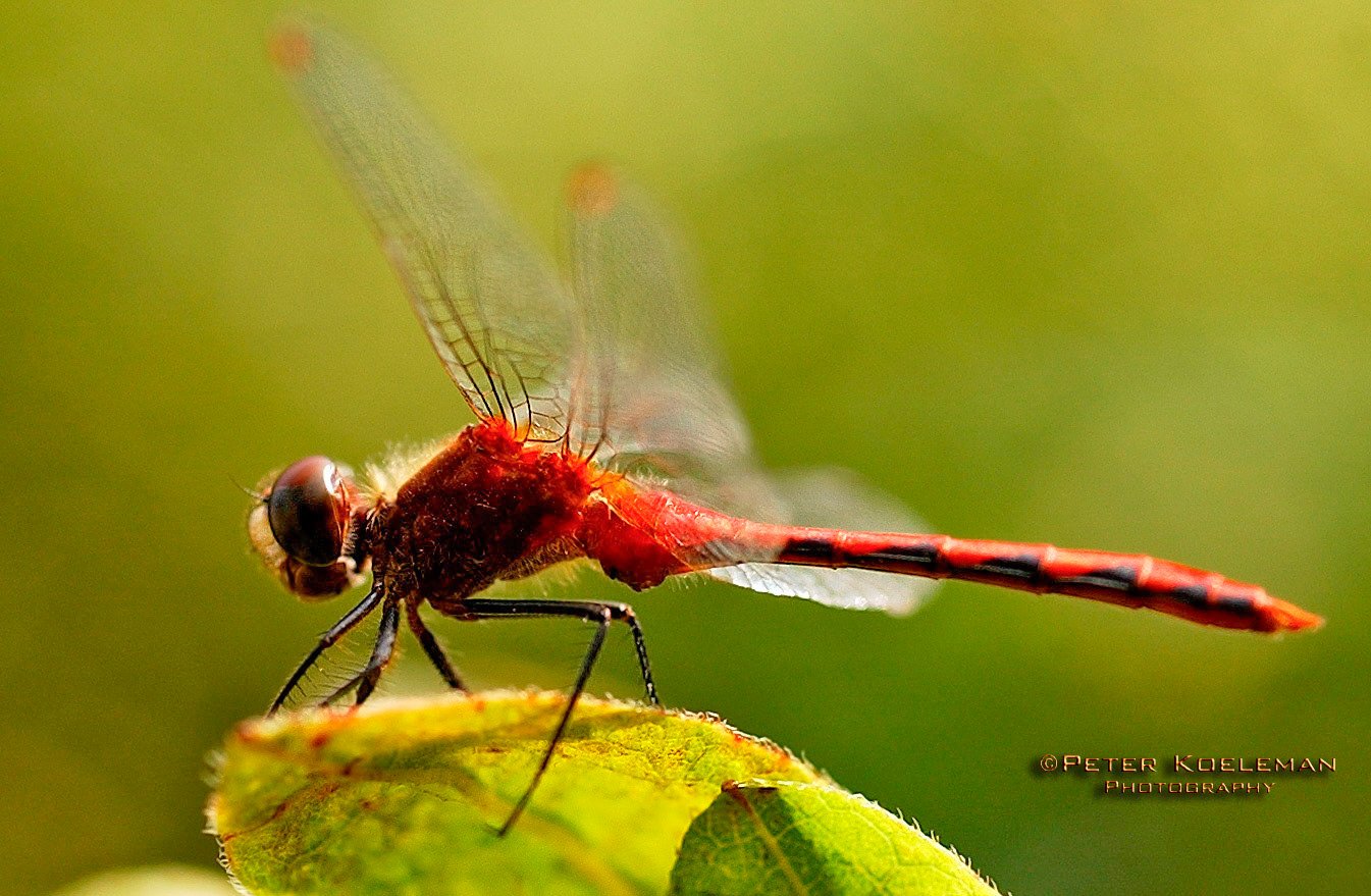 Dragonfly
