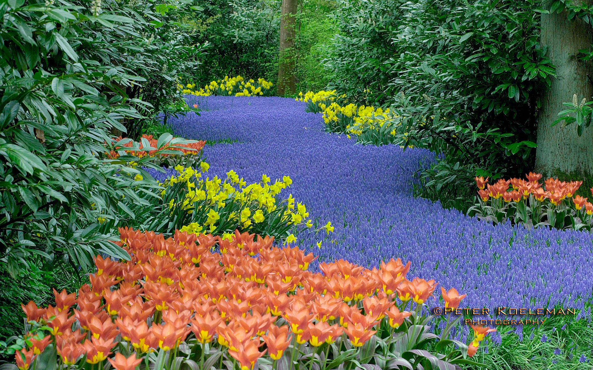 Blue River - Keukenhof, Netherlands