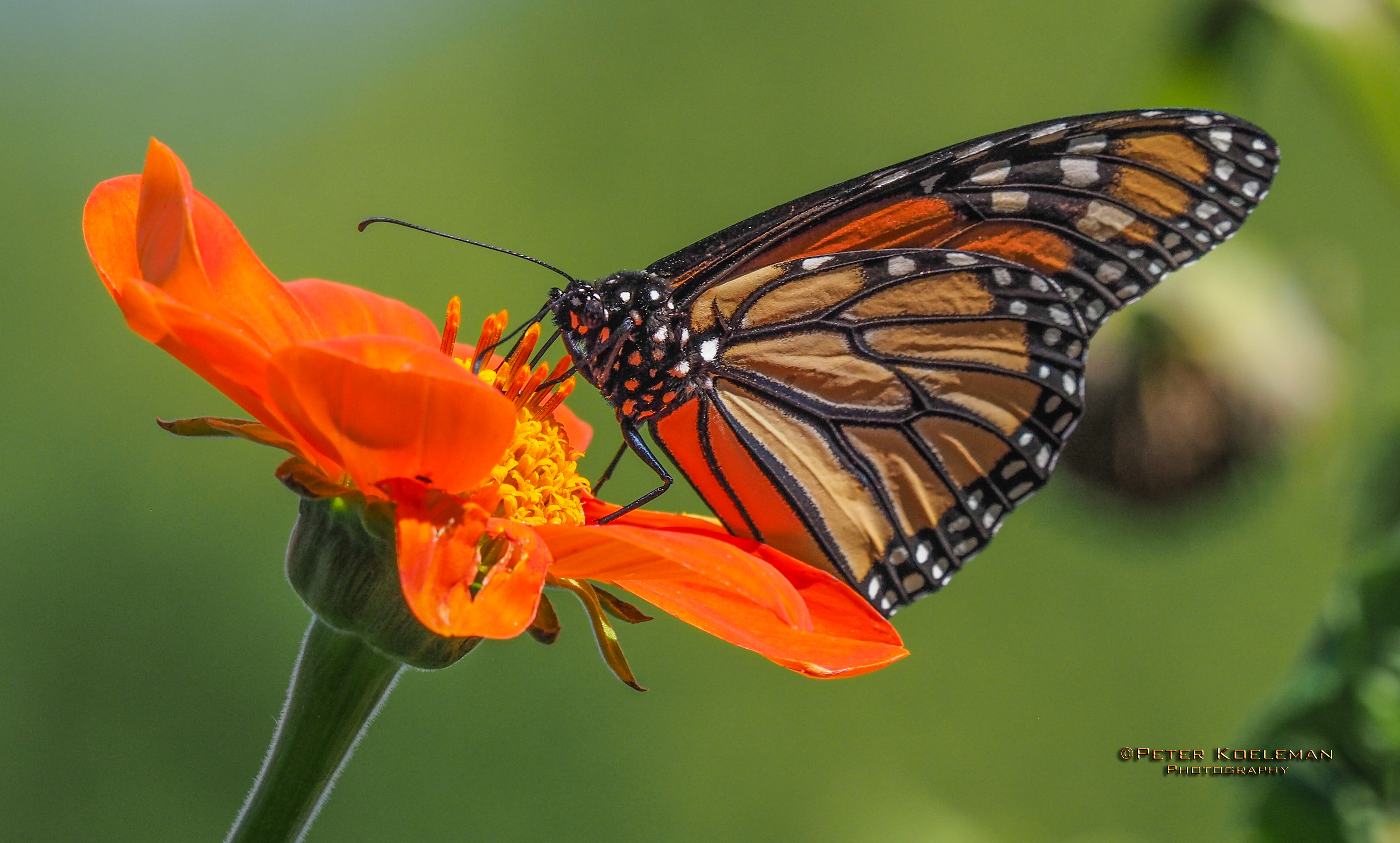 Monarch Butterfly