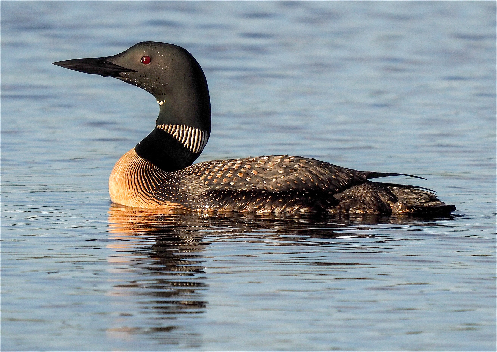 Loon