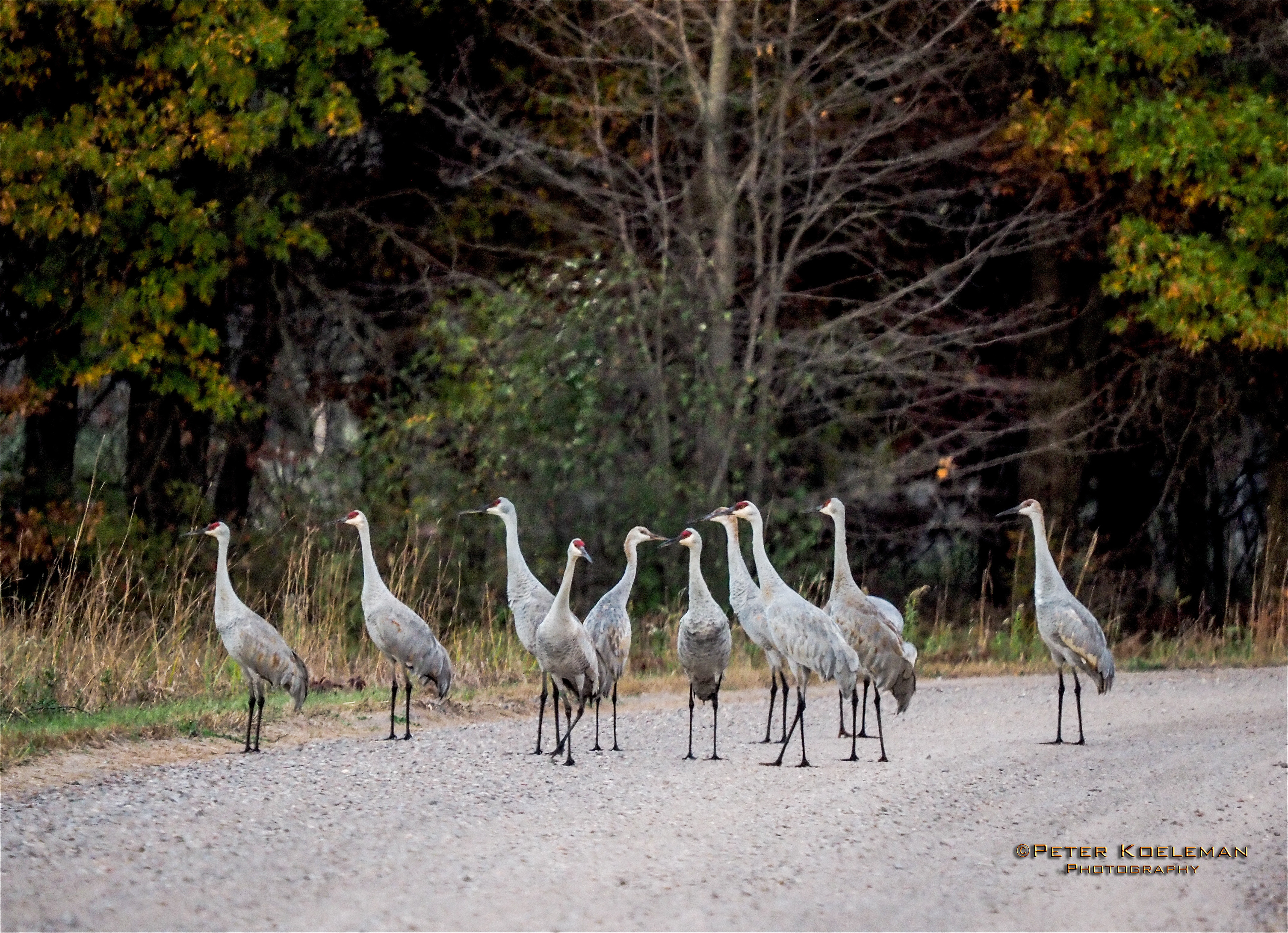 Sandhill Cranes Migrating
