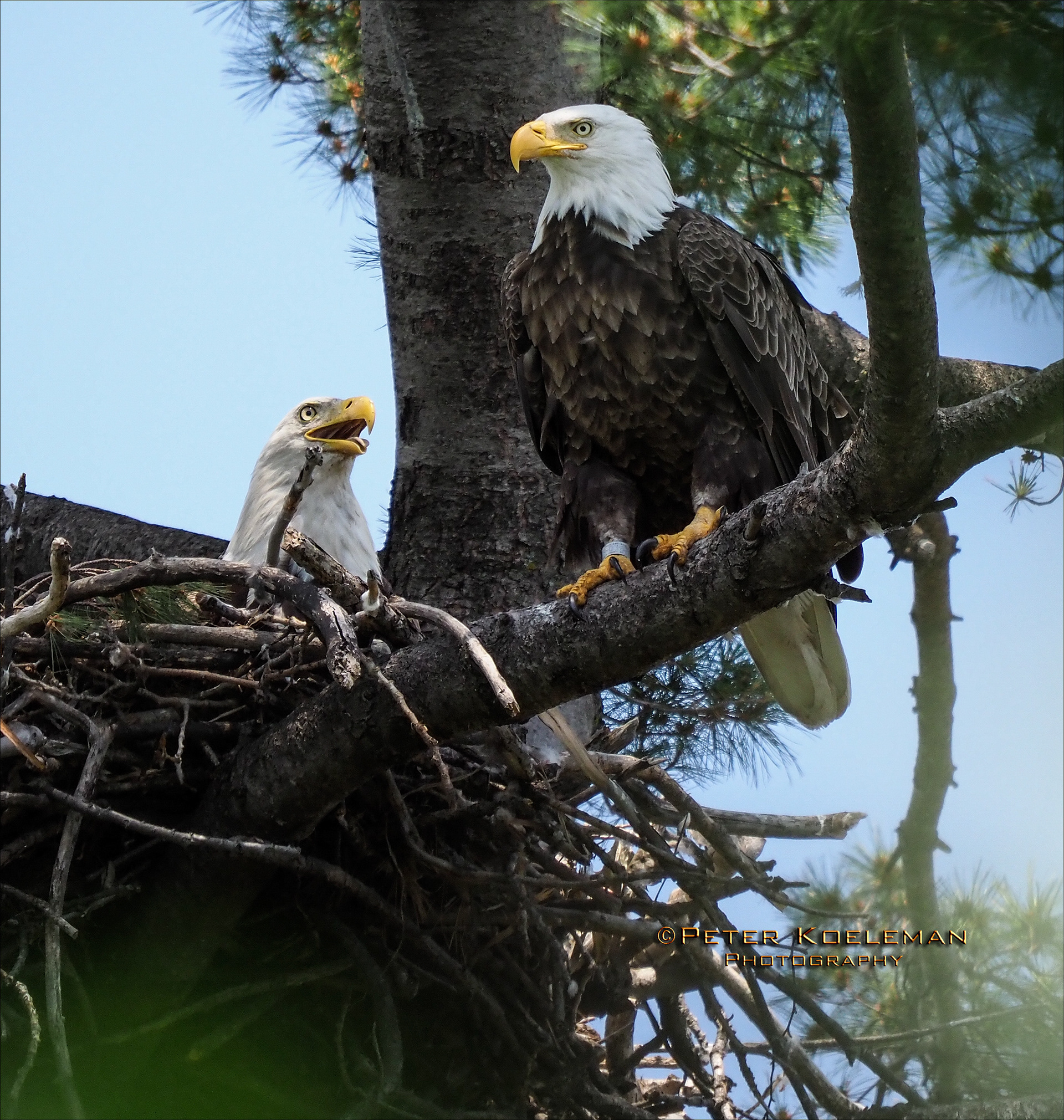Mom & Dad in the Nest