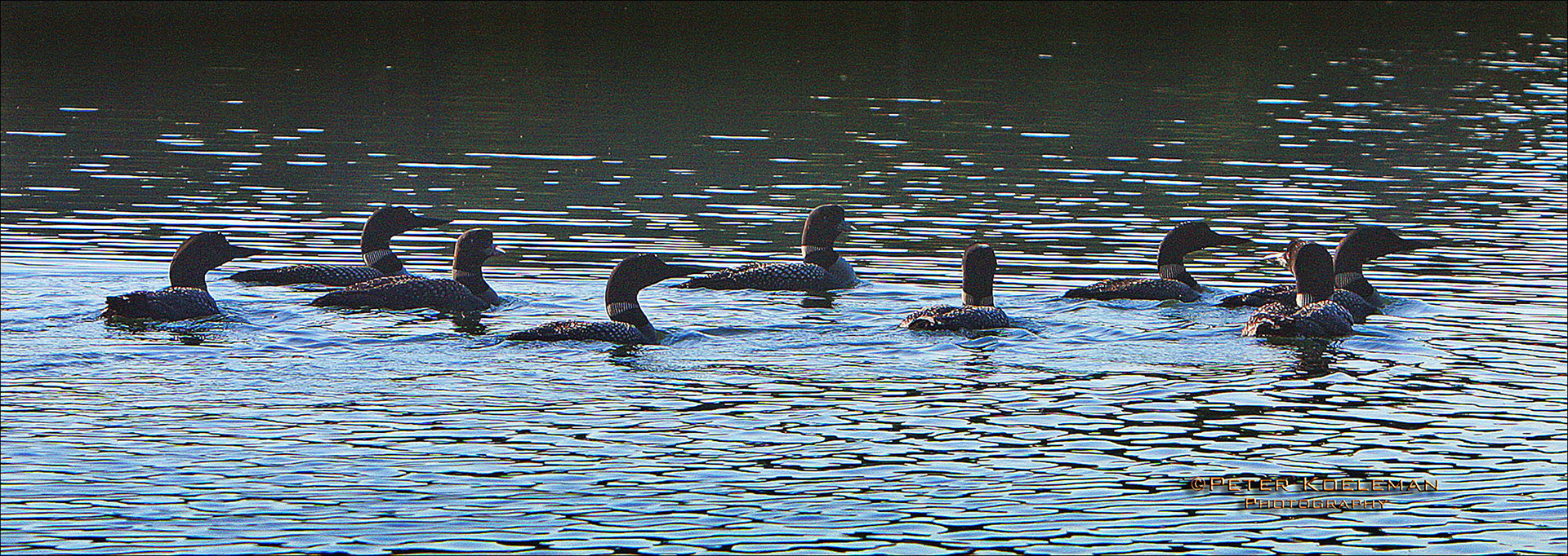 An Asylum of Loons