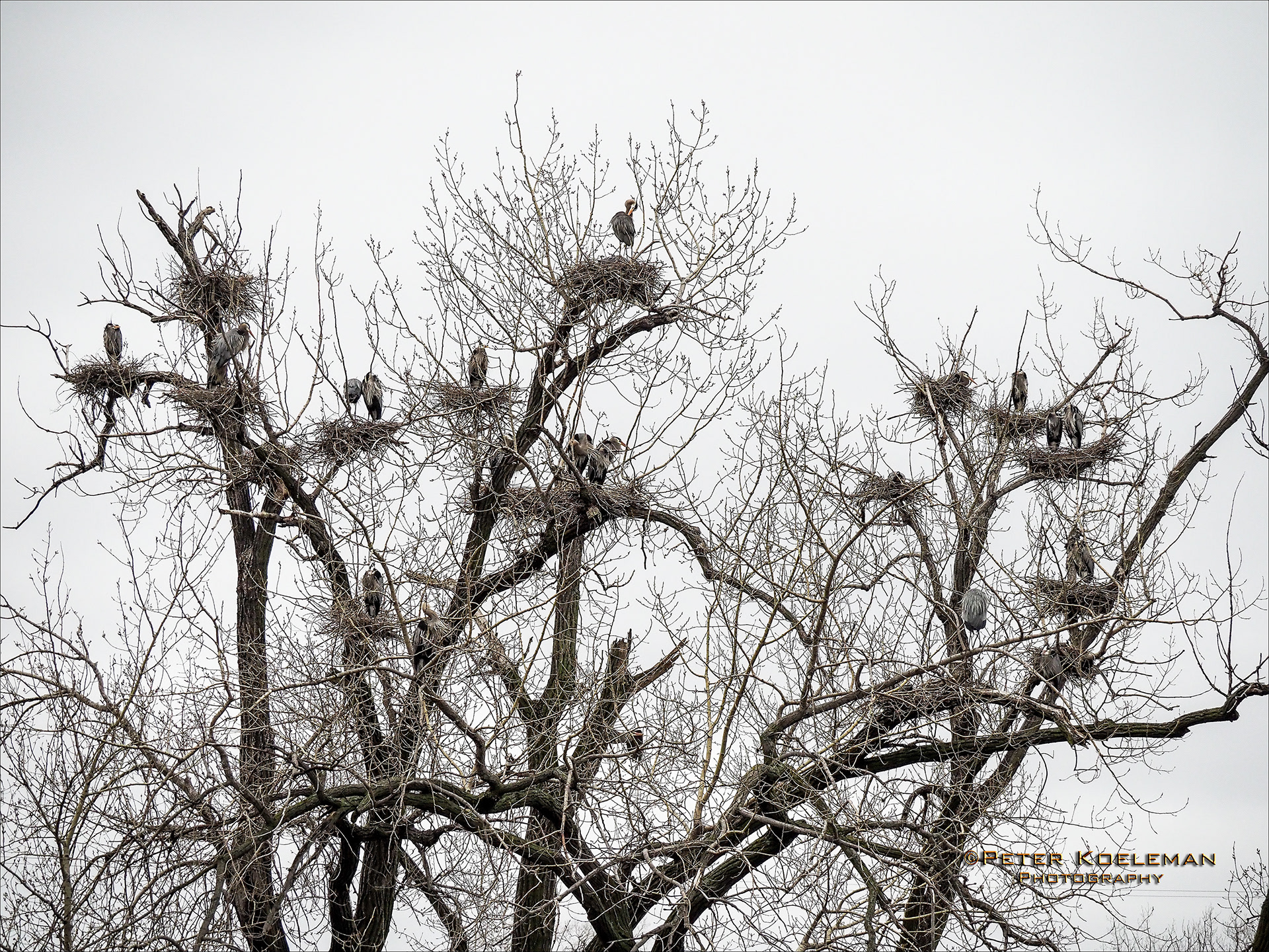 Blue Heron Rookery