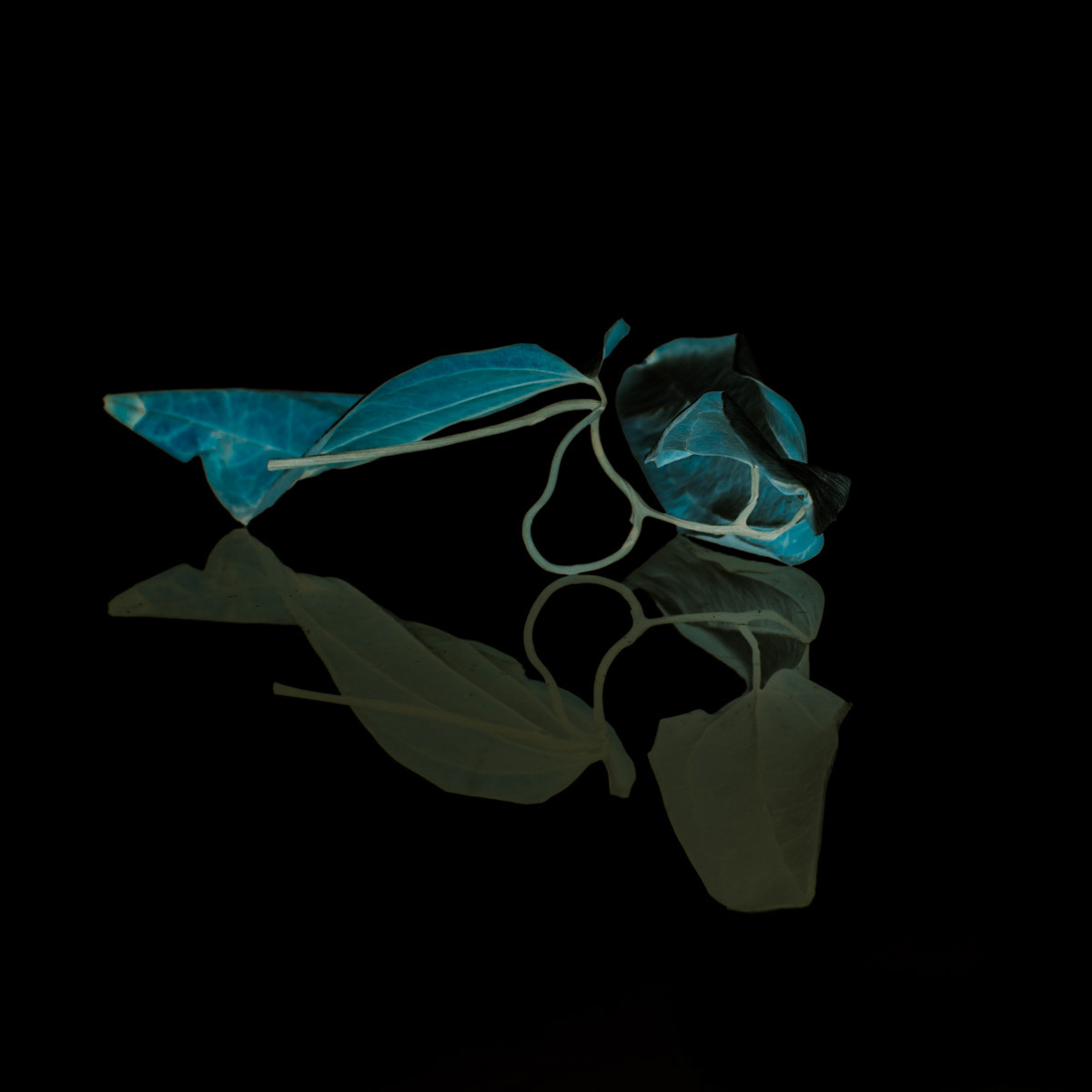 Still life with dry leaves