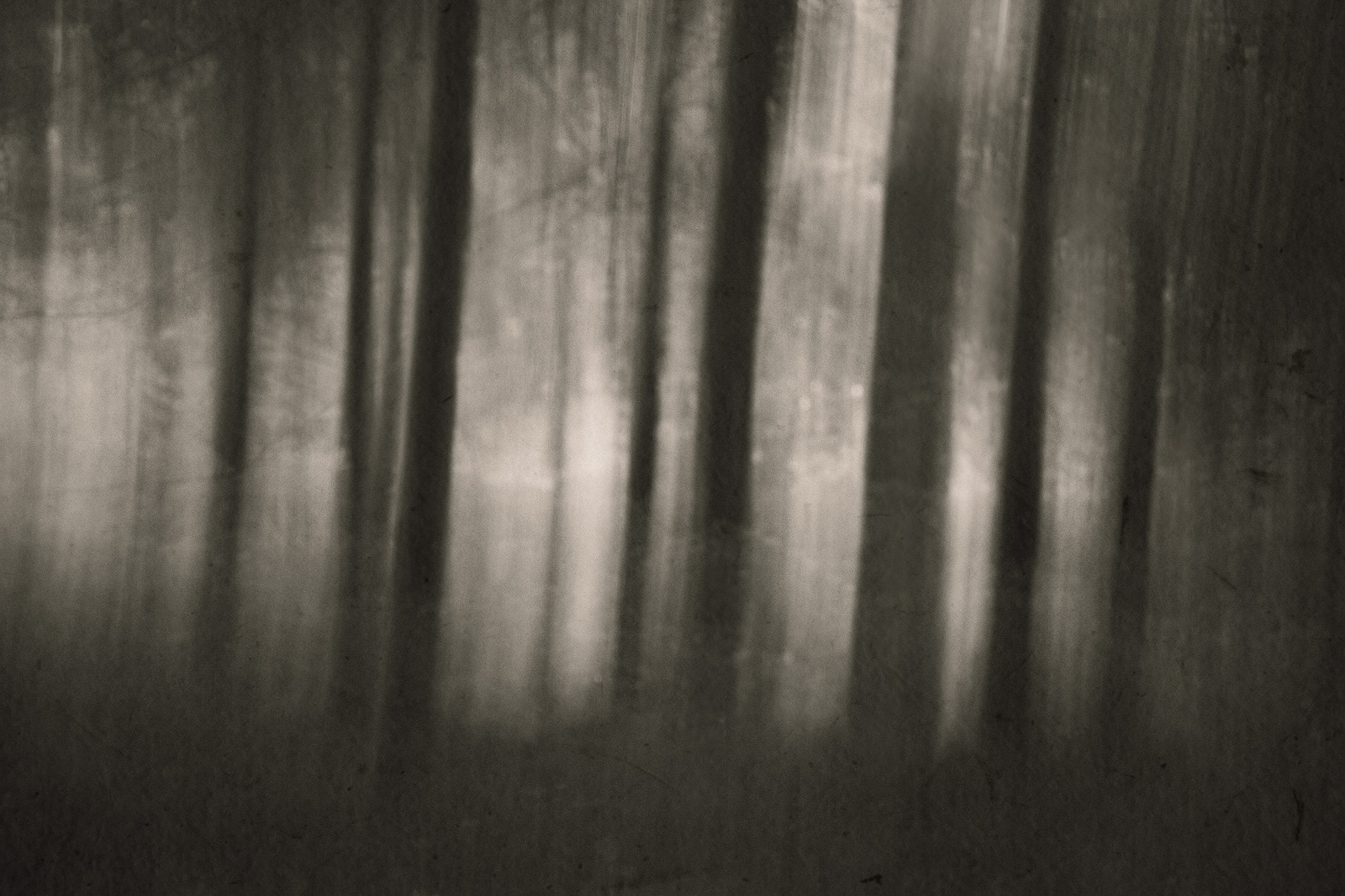 "The forgotten forest". Photography by © Ewa Brykowska. All Rights Reserved.