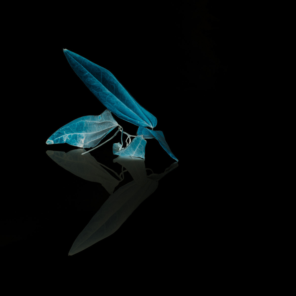 Still life with dry leaves