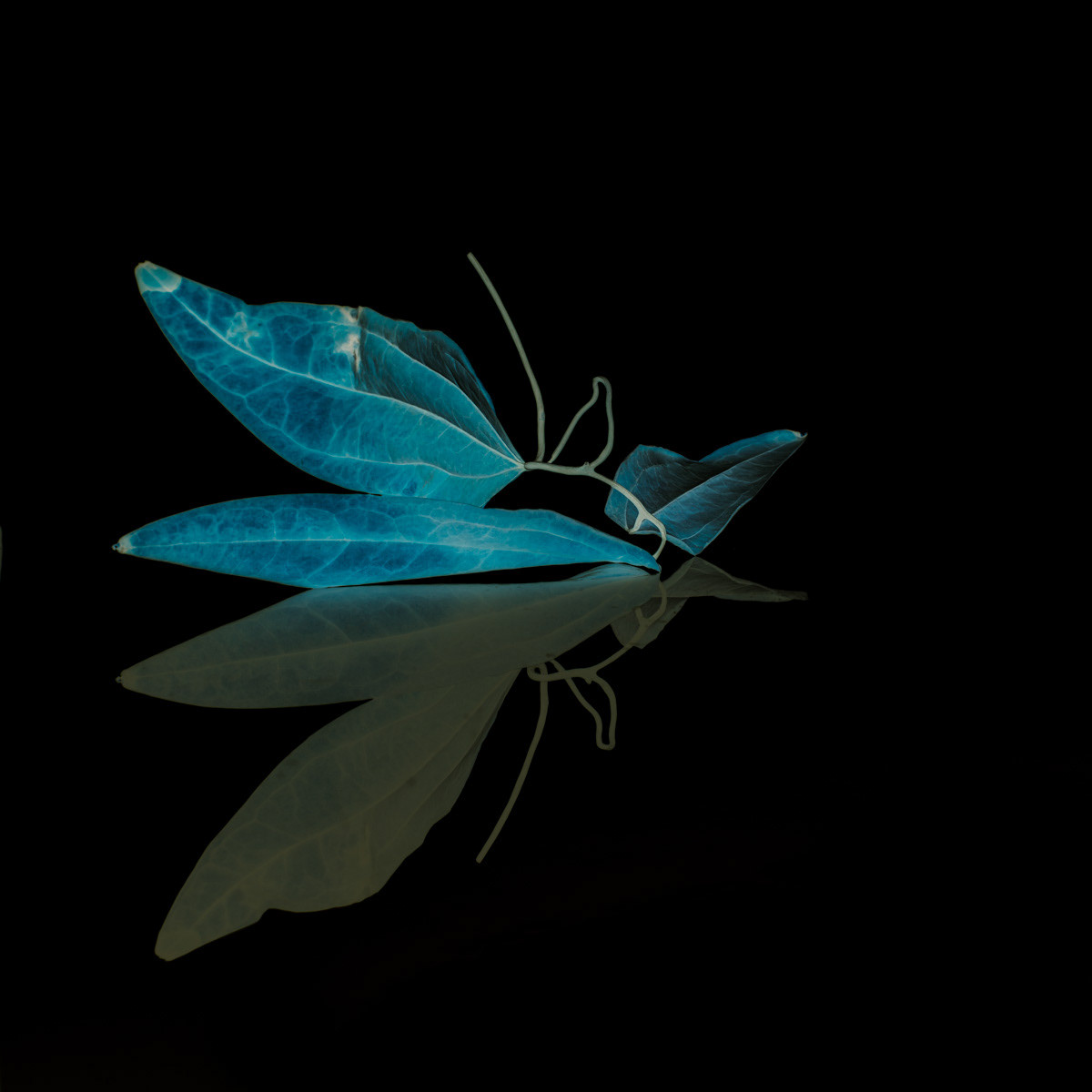 Still life with dry leaves