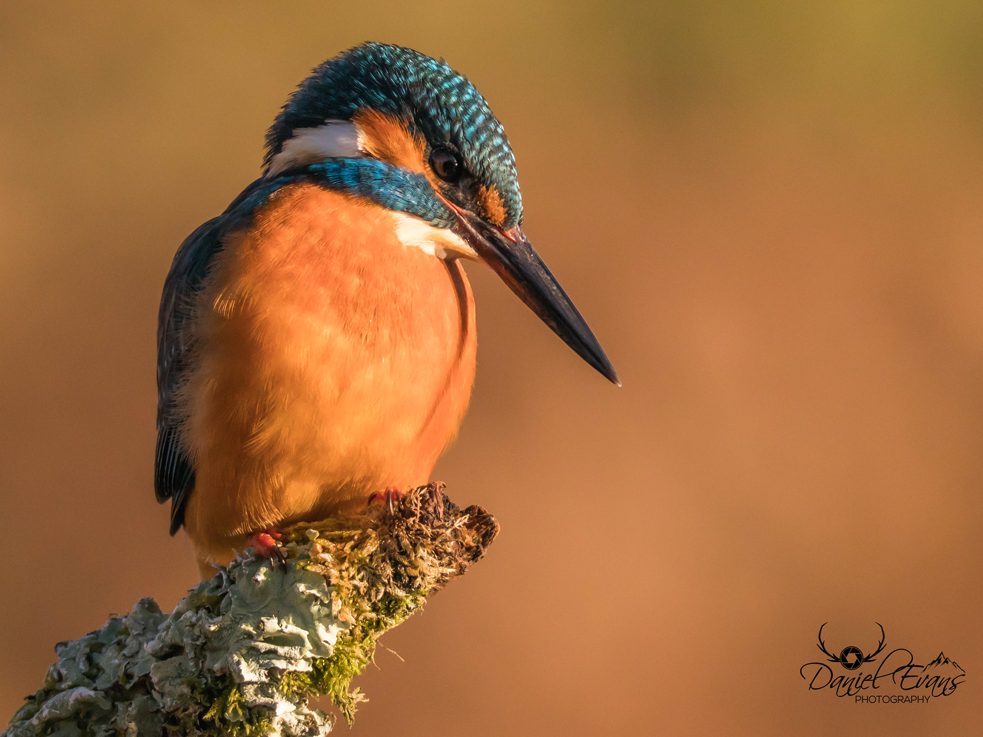 Kingfisher